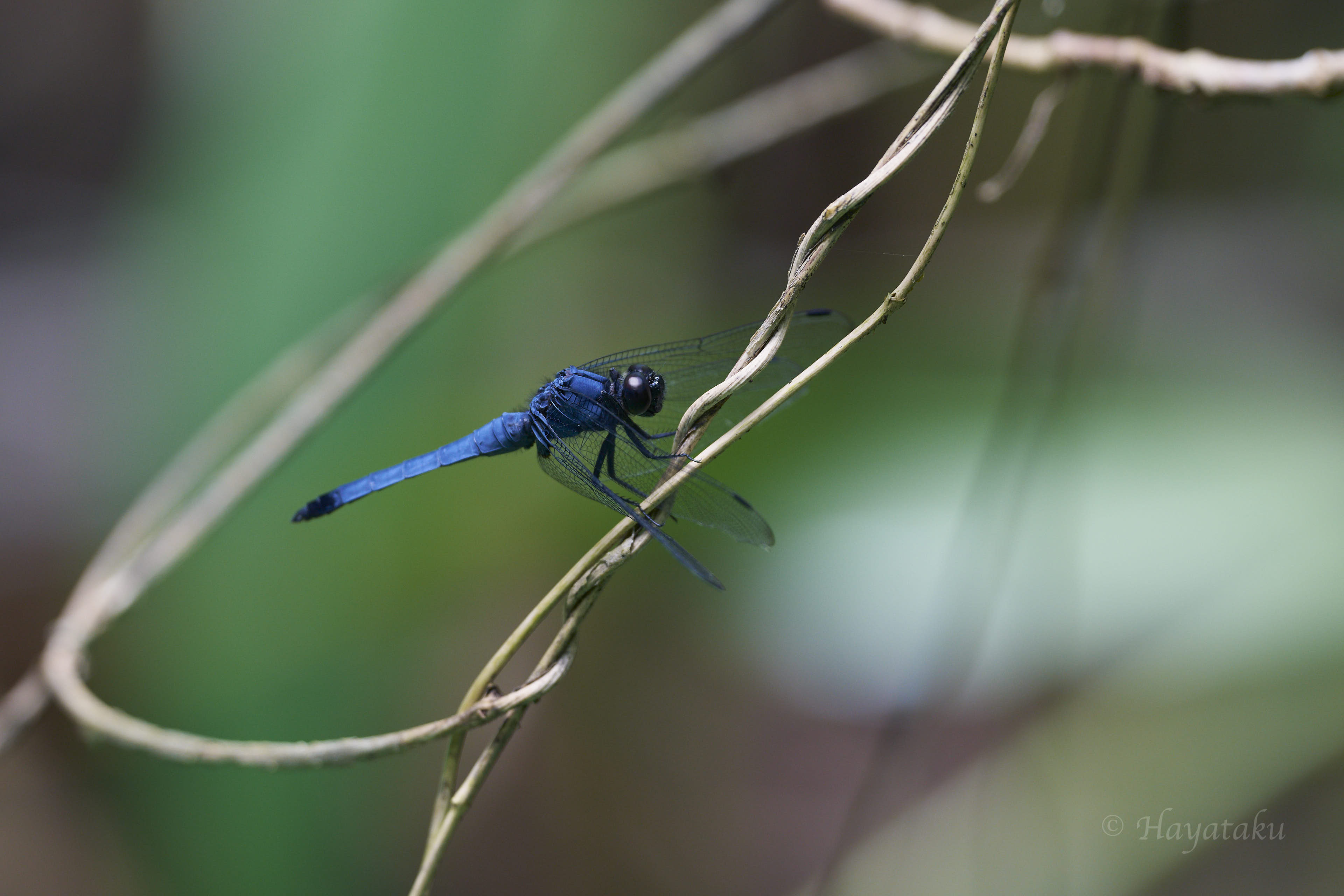 ヤエヤマオオシオカラトンボ