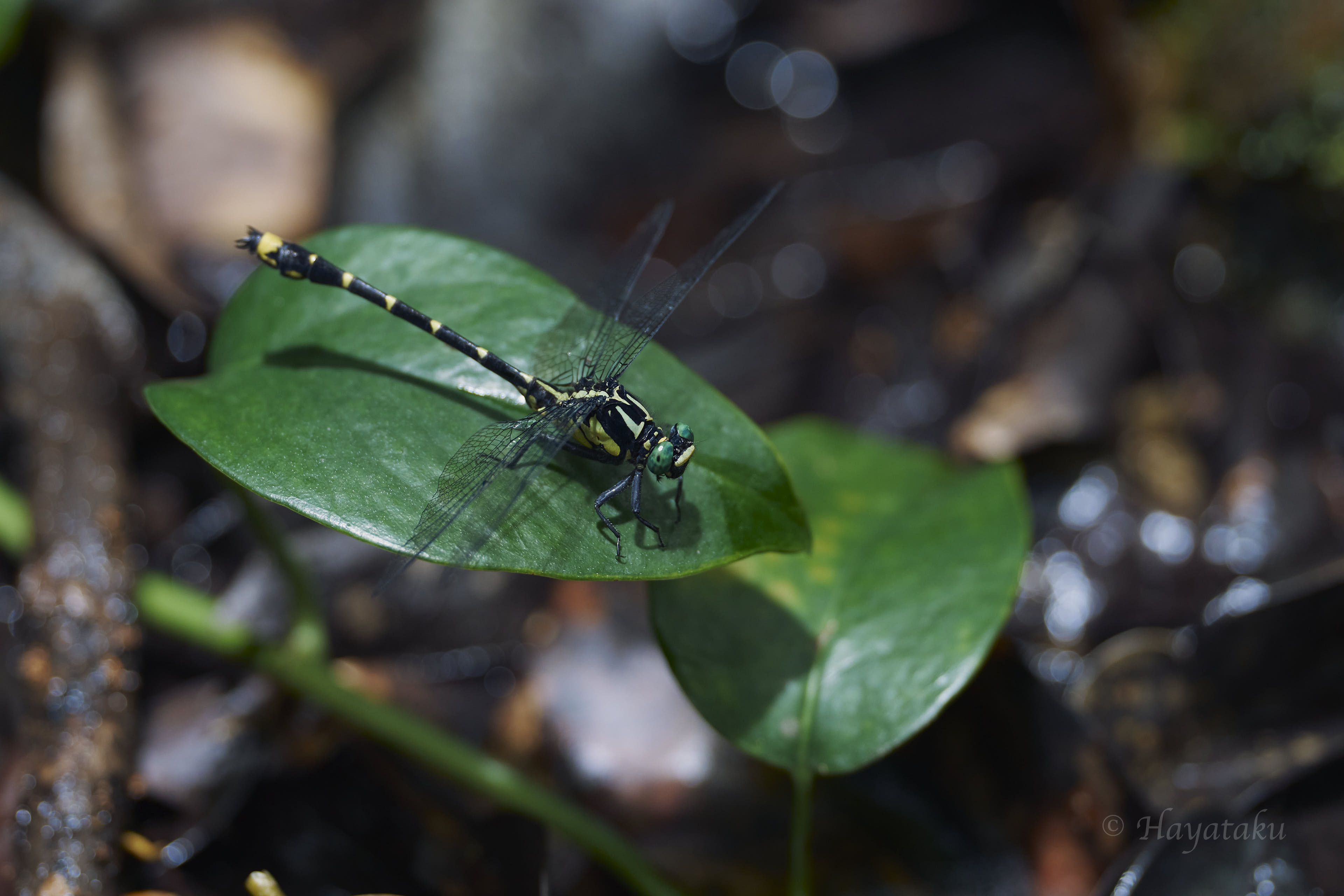 ヤエヤマサナエ