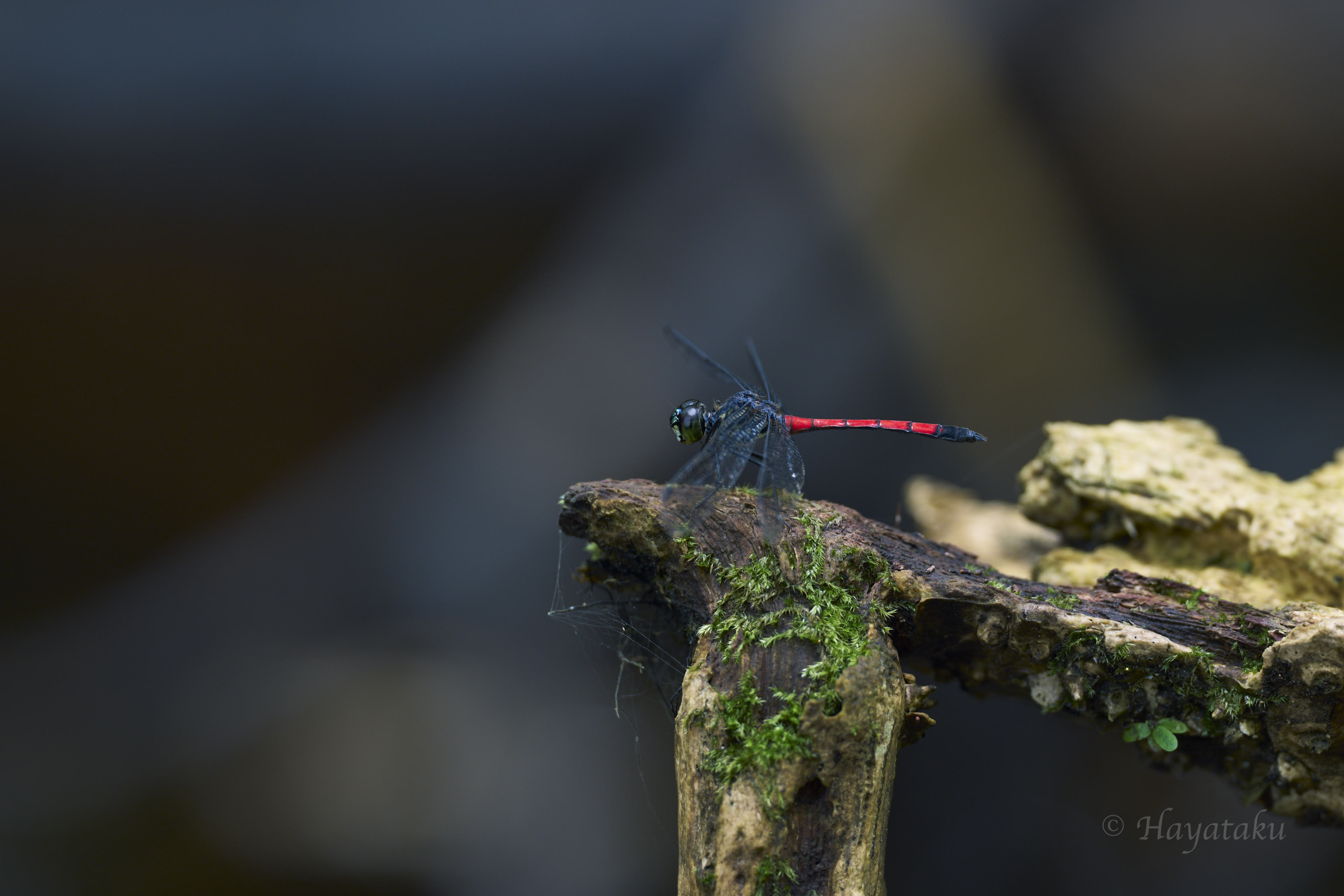 ホソアカトンボ