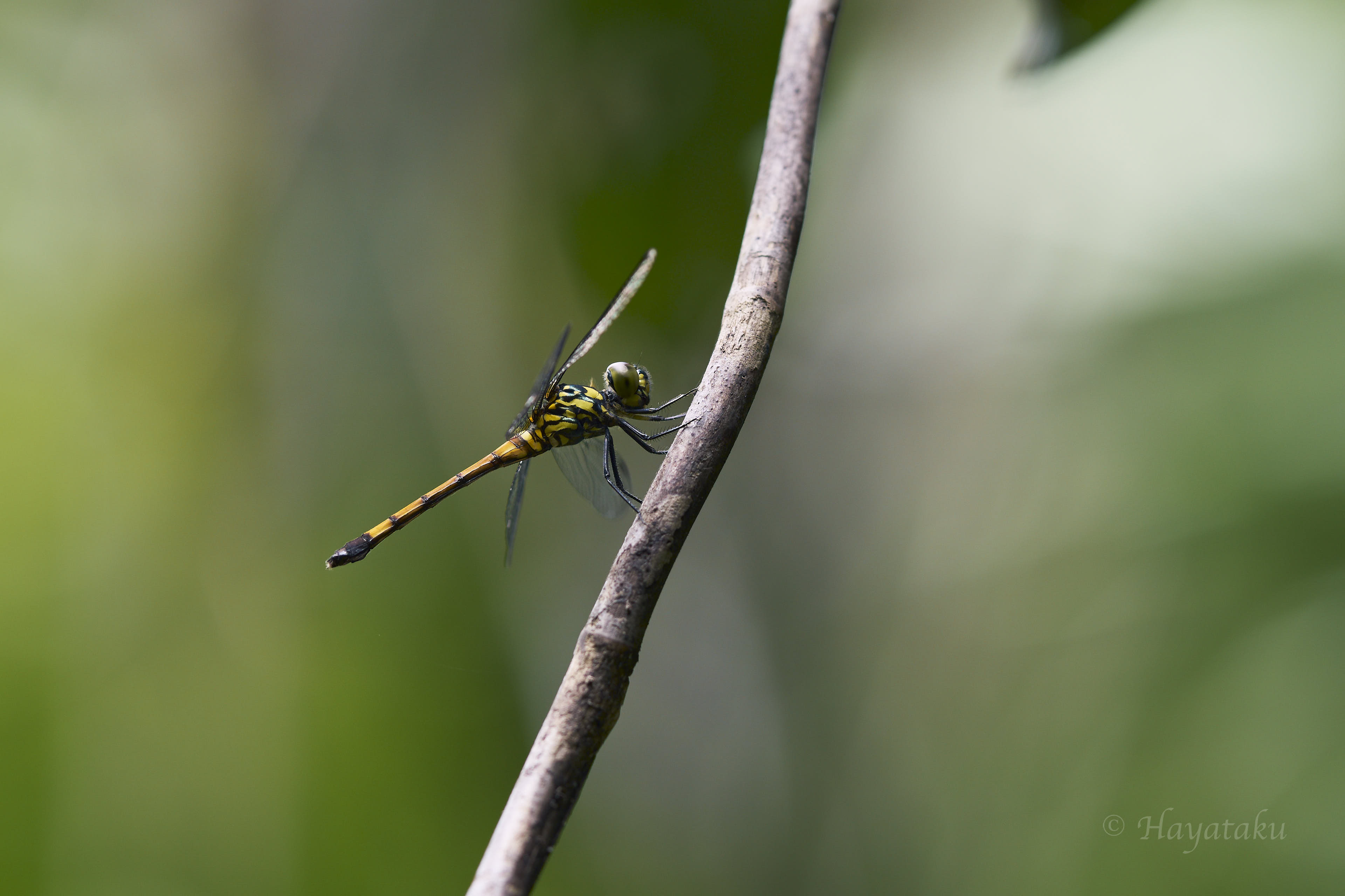 ホソアカトンボ