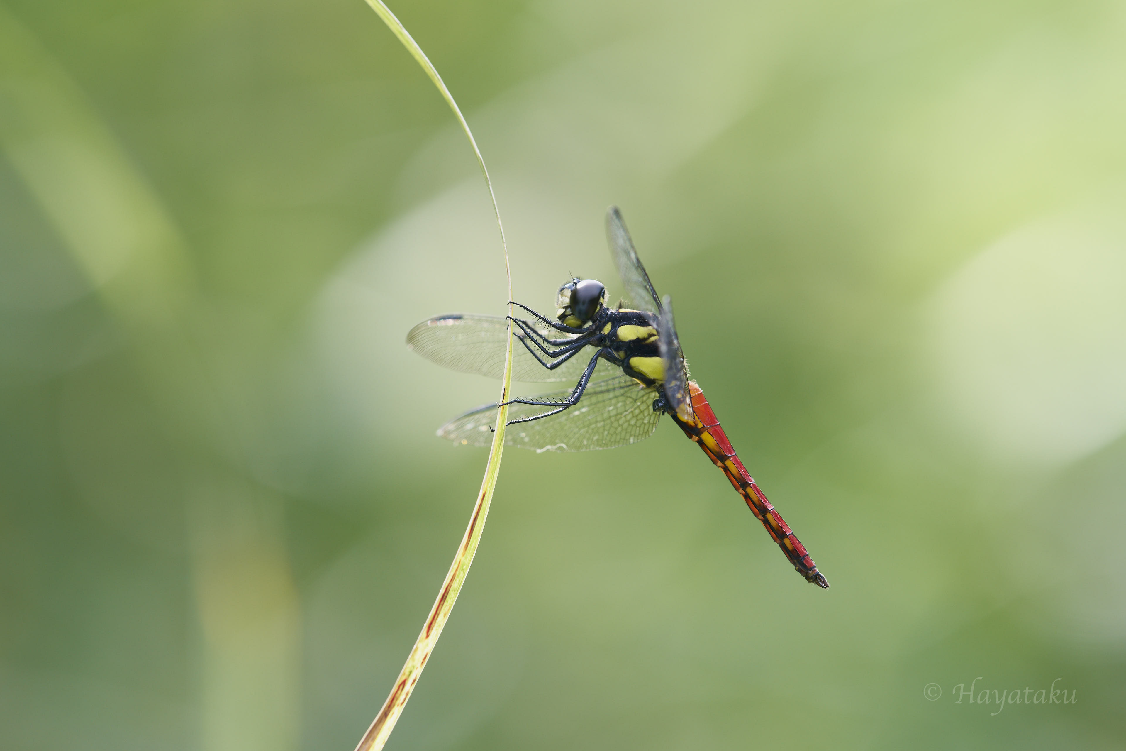 キイロハラビロトンボ