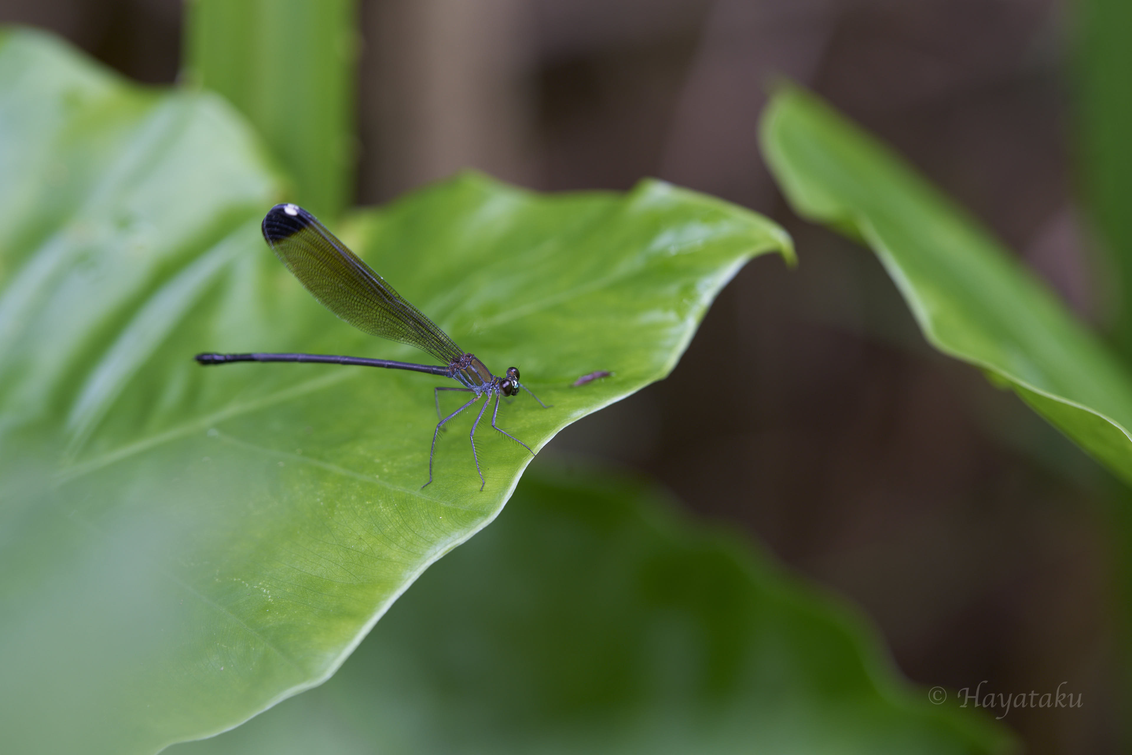 クロイワカワトンボ