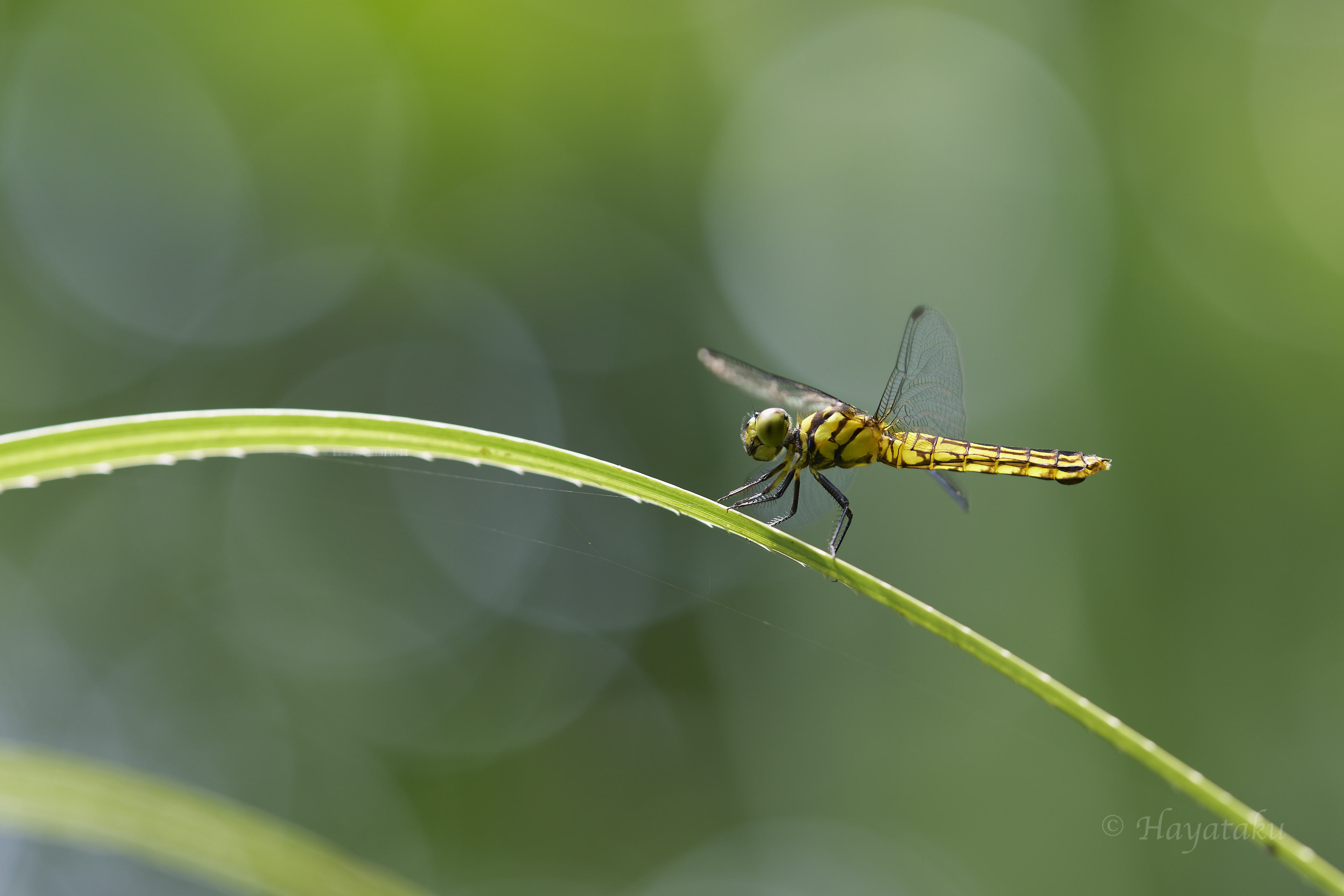 オオハラビロトンボ