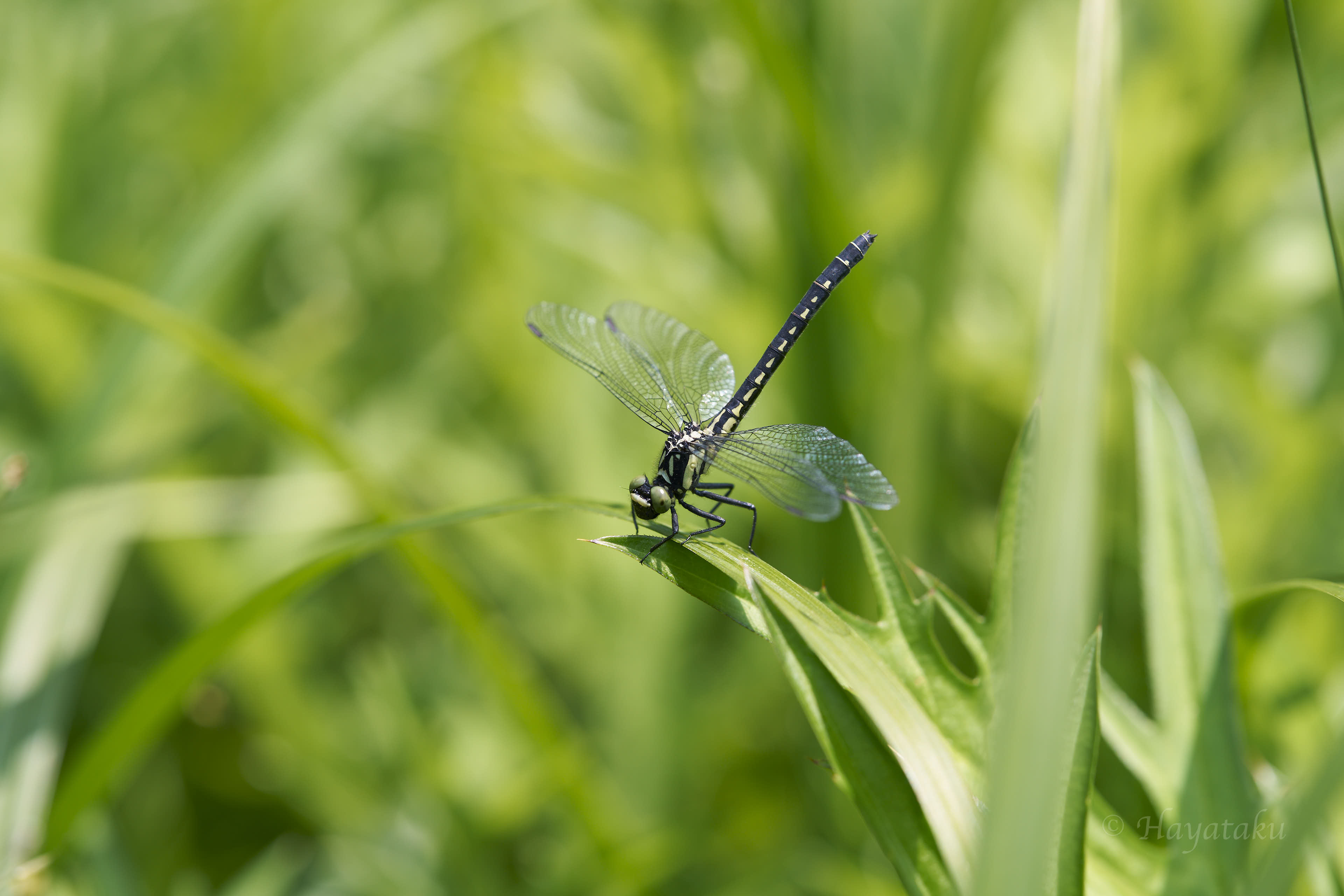 ヒロシマサナエ