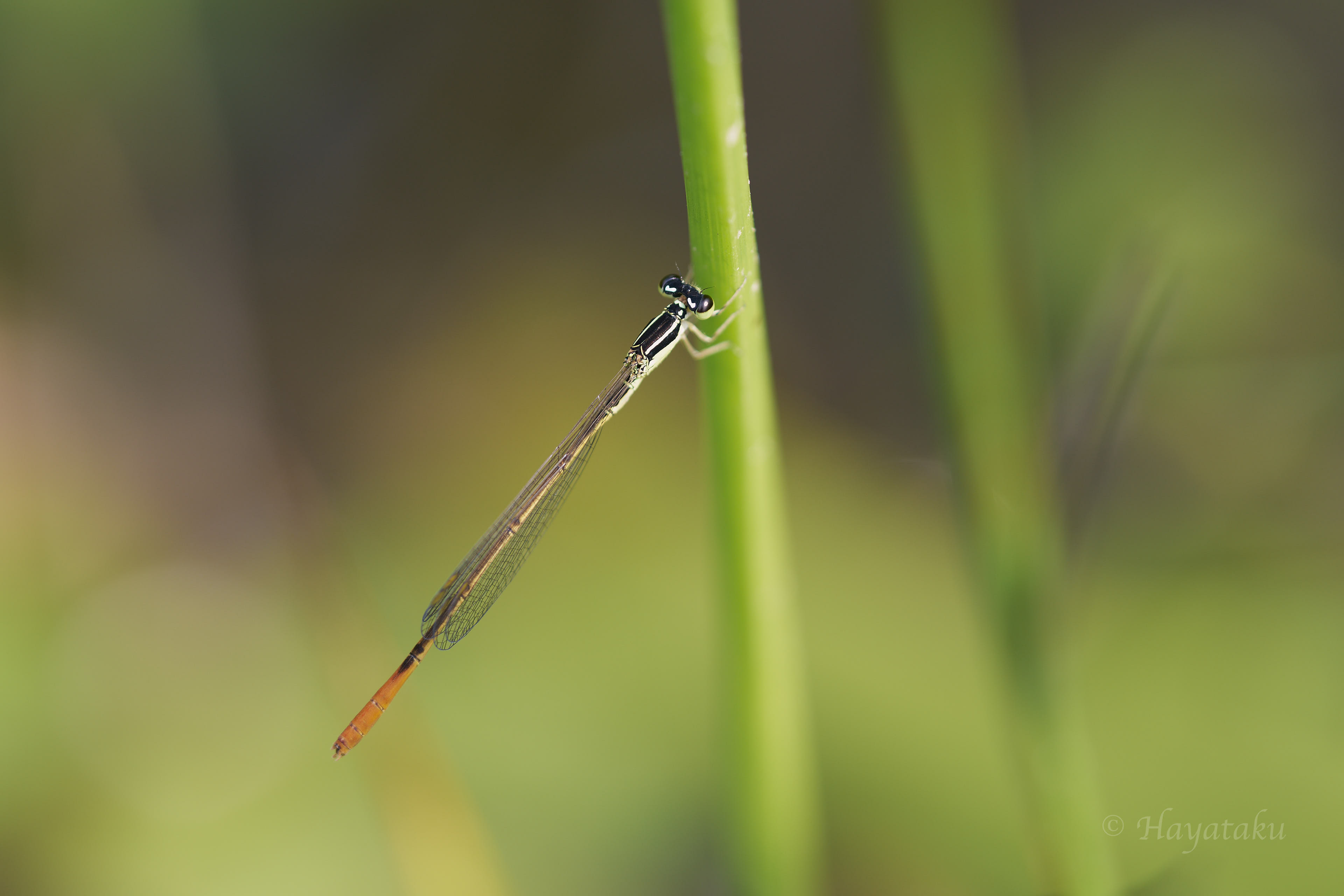 モートンイトトンボ