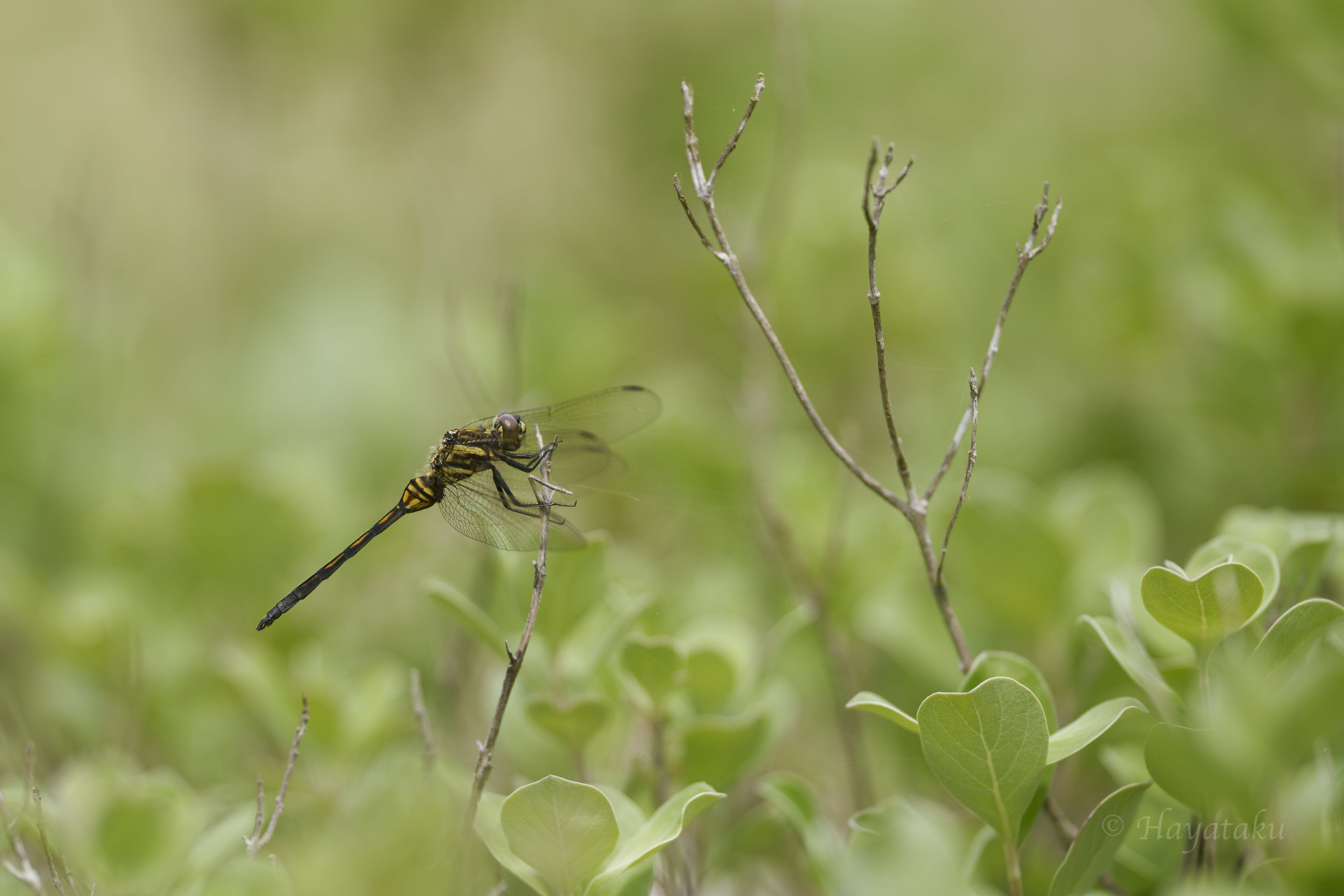 ミヤジマトンボ