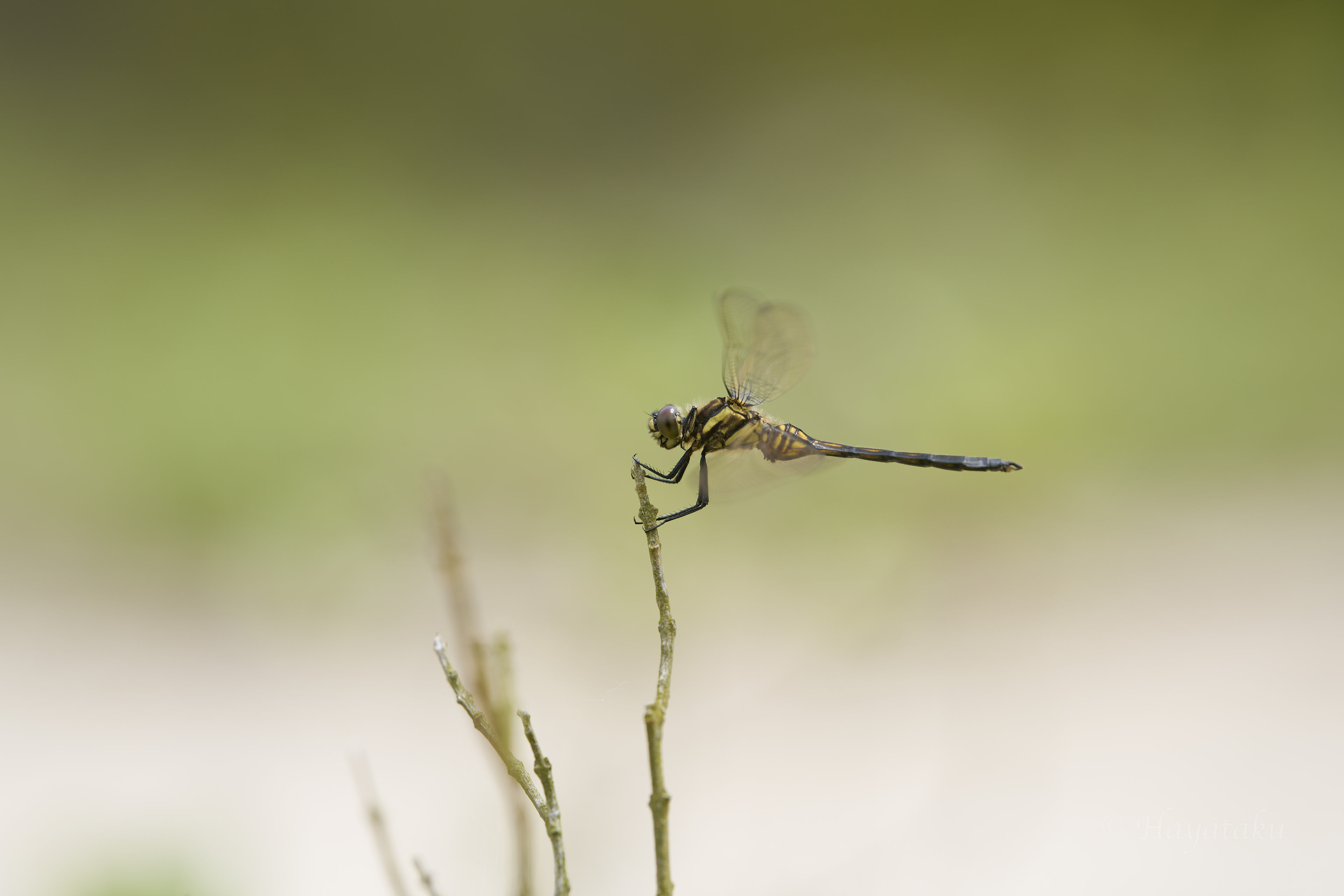 ミヤジマトンボ