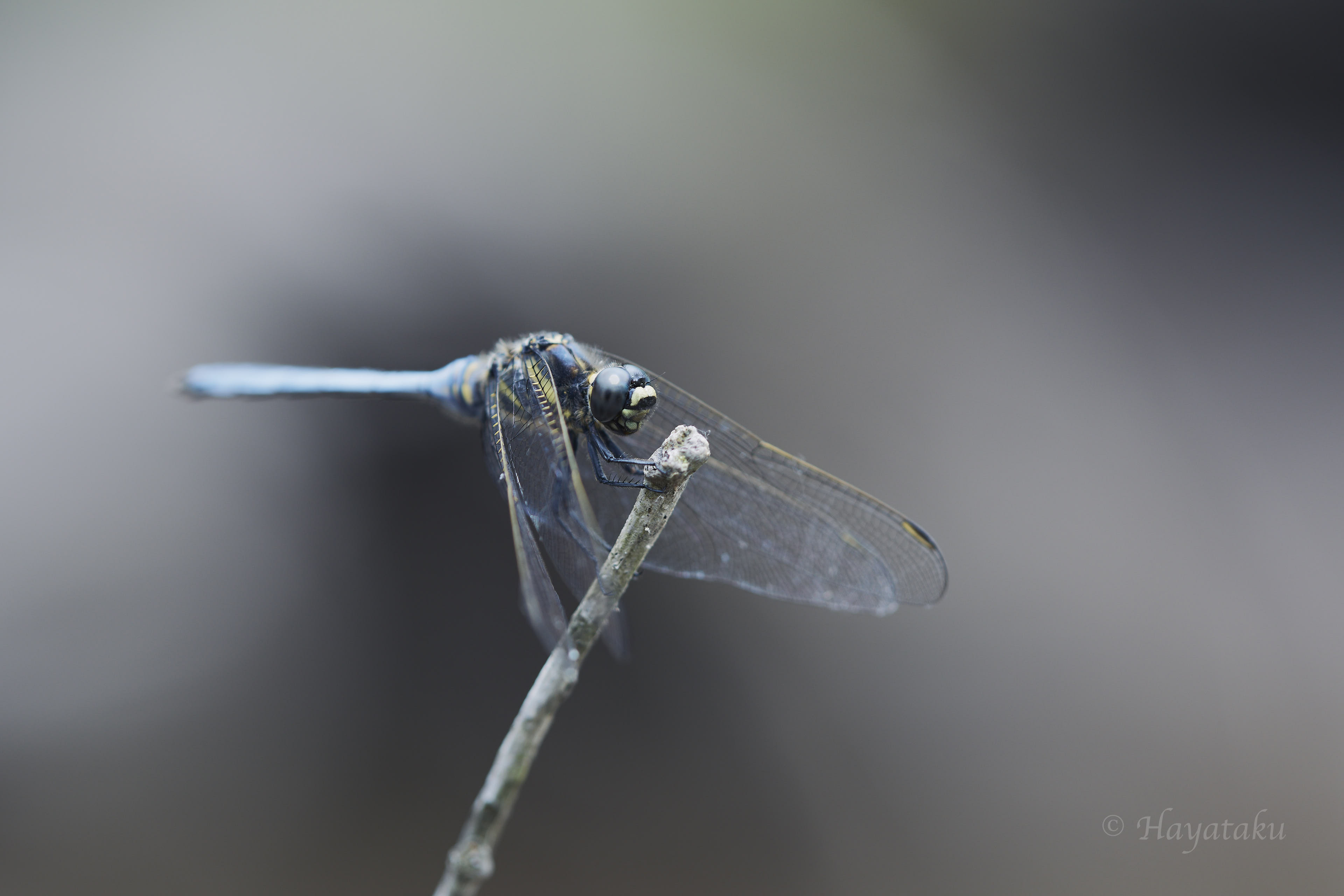 ミヤジマトンボ