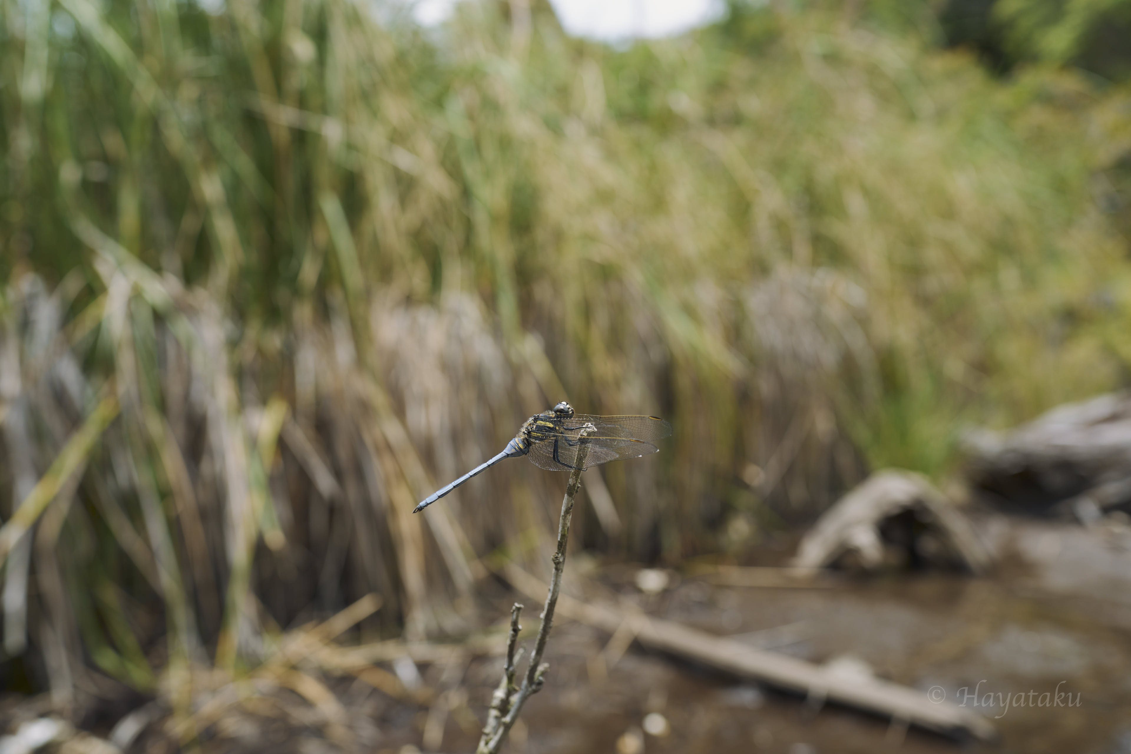 ミヤジマトンボ
