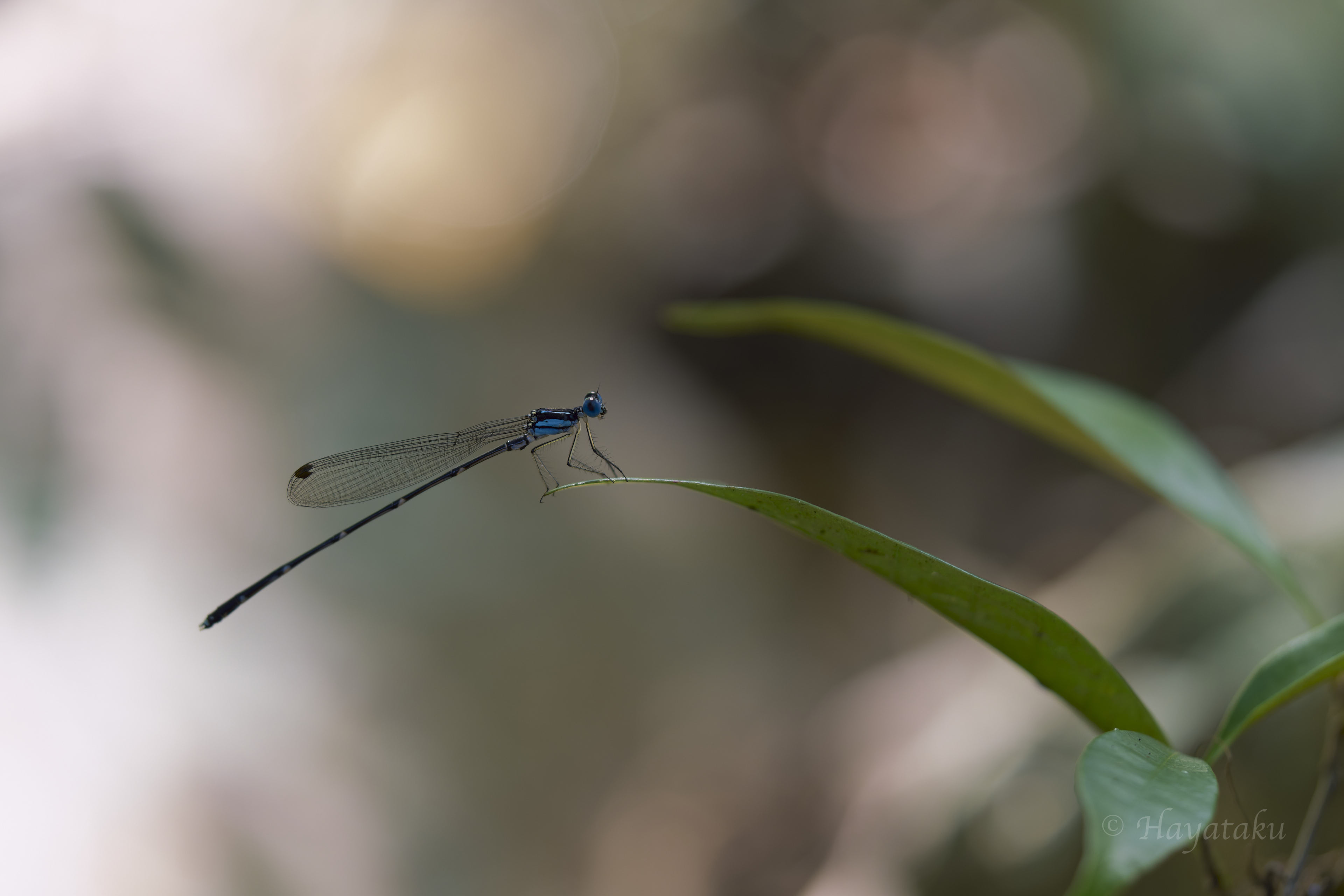 アマミルリモントンボ