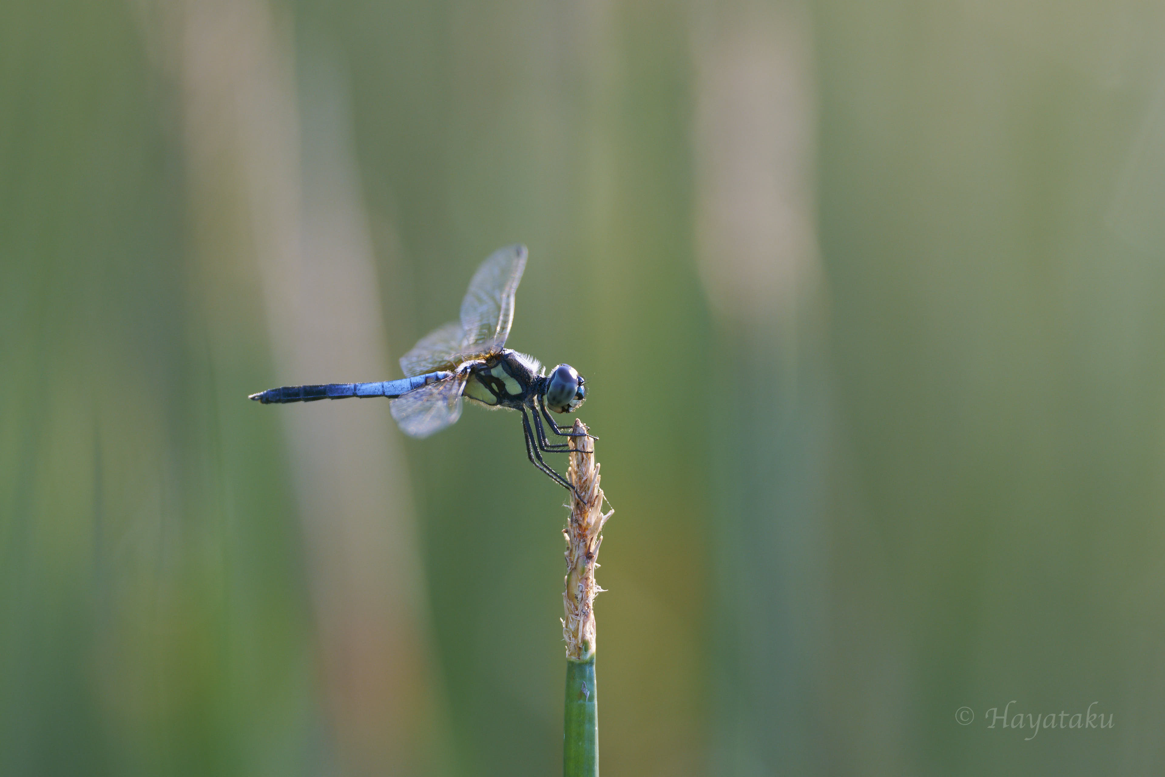 アオビタイトンボ