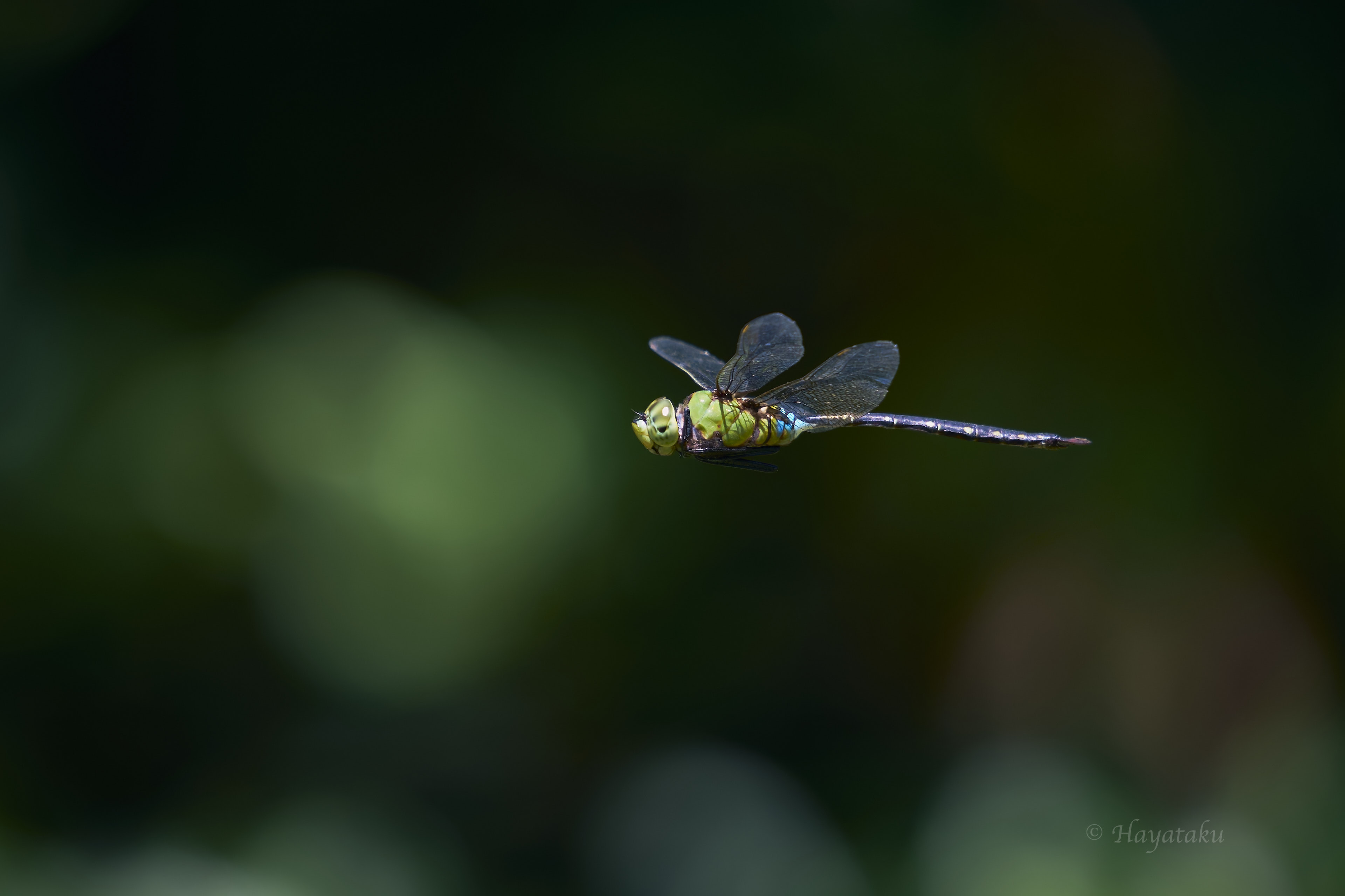 リュウキュウギンヤンマ