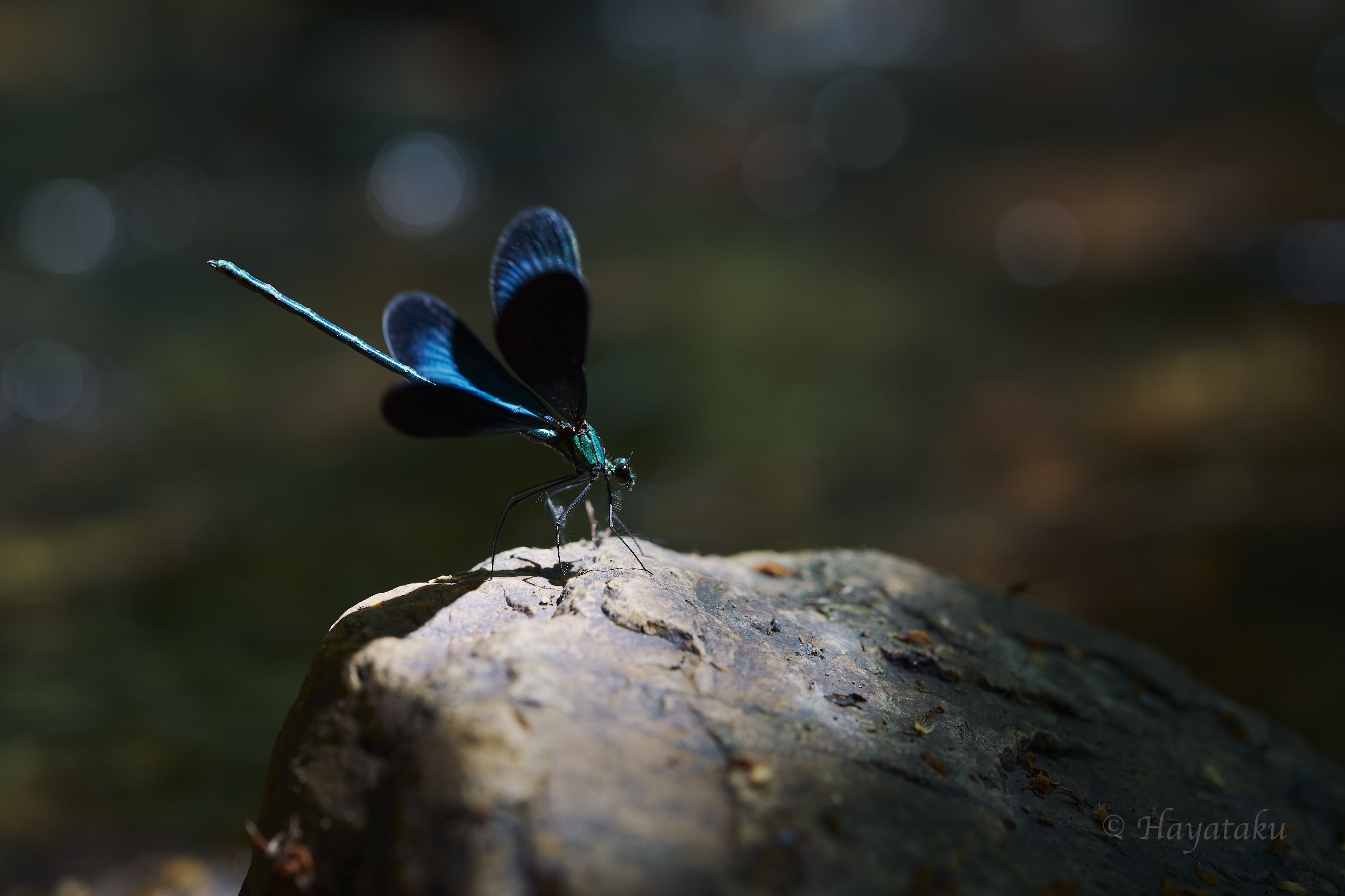 リュウキュウハグロトンボ