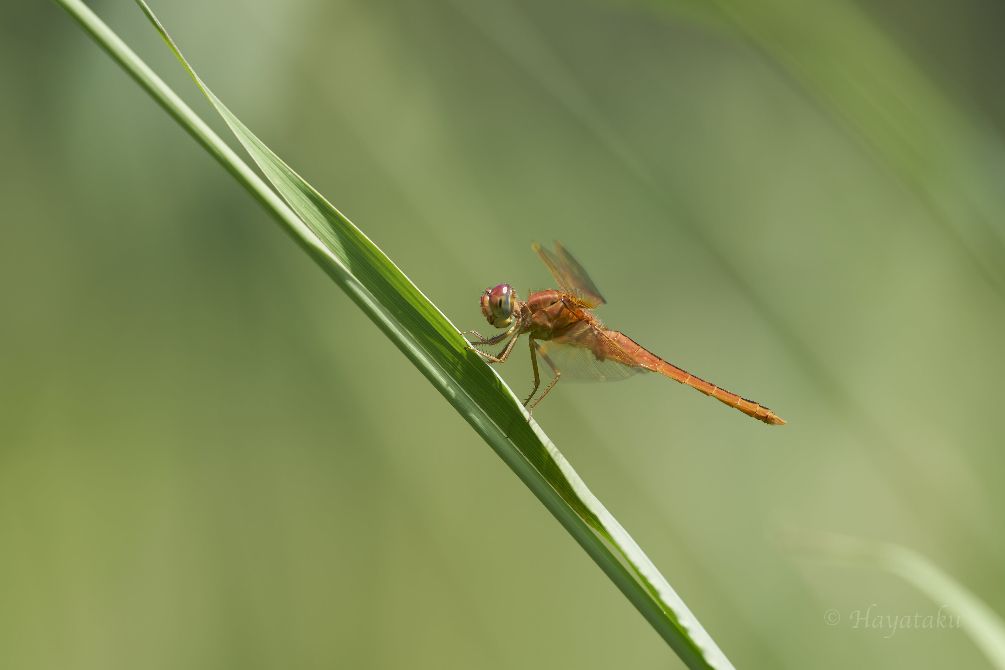 タイリクショウジョウトンボ