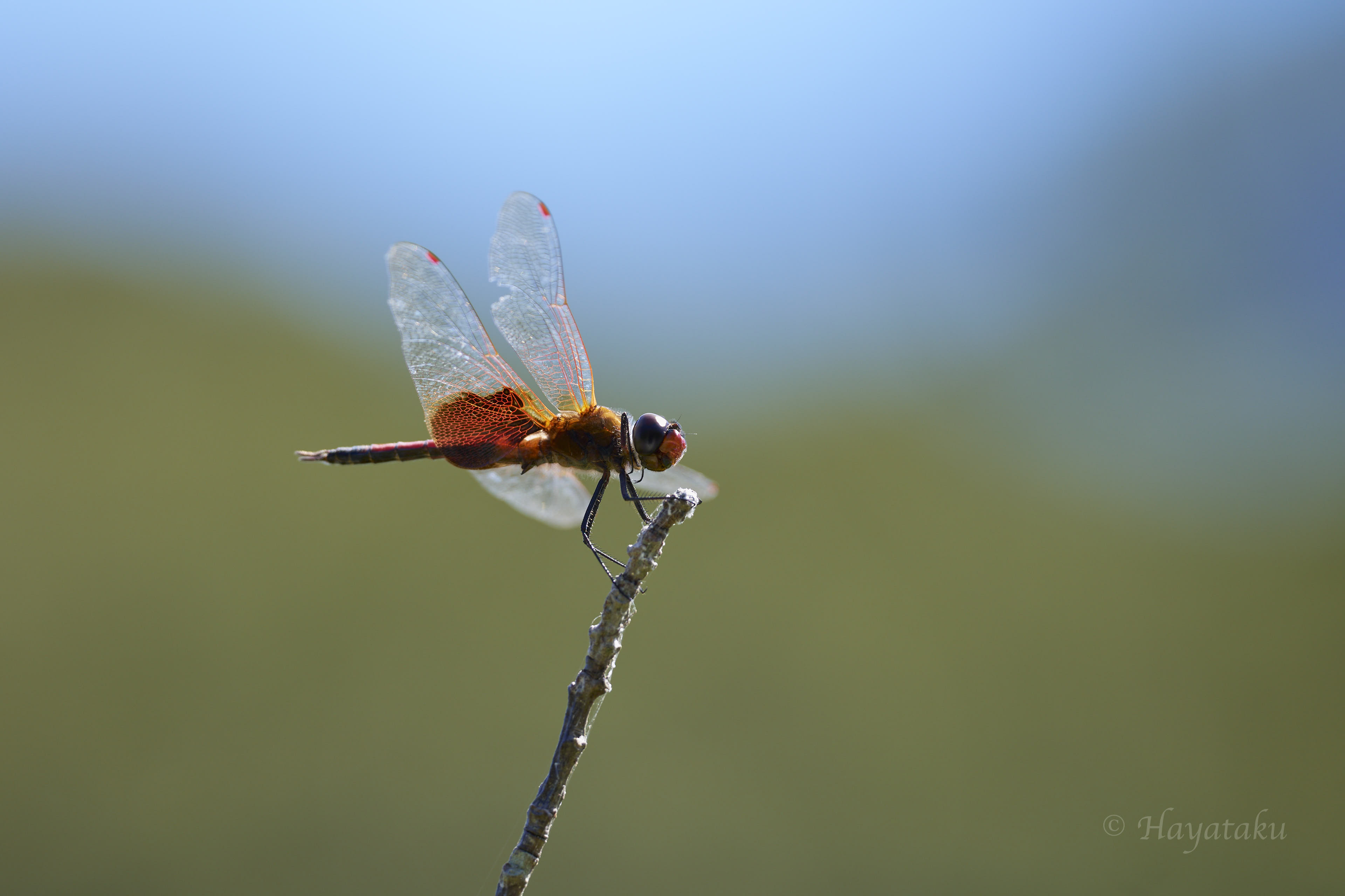 ハネビロトンボ