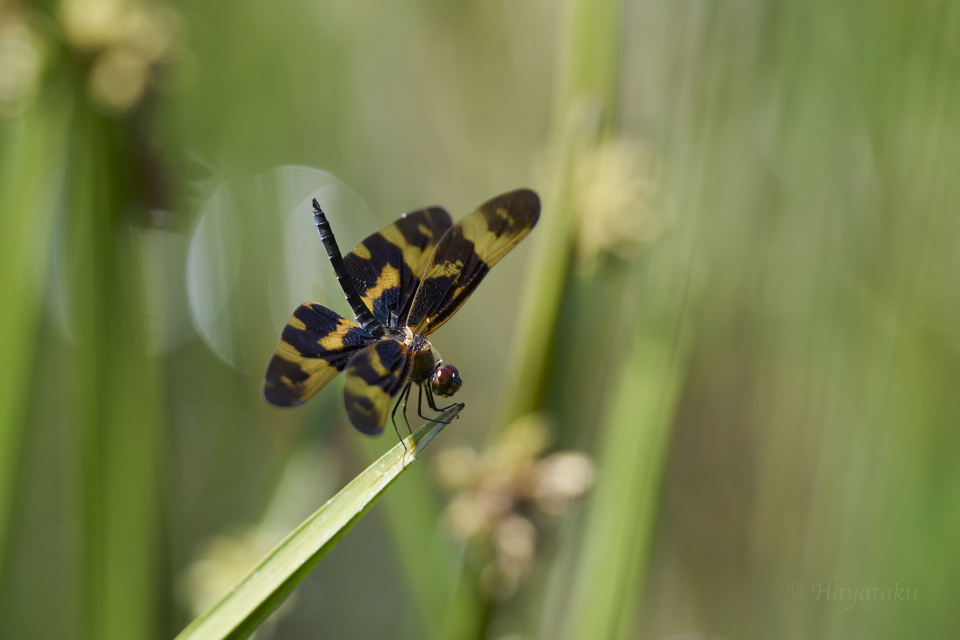 オキナワチョウトンボ