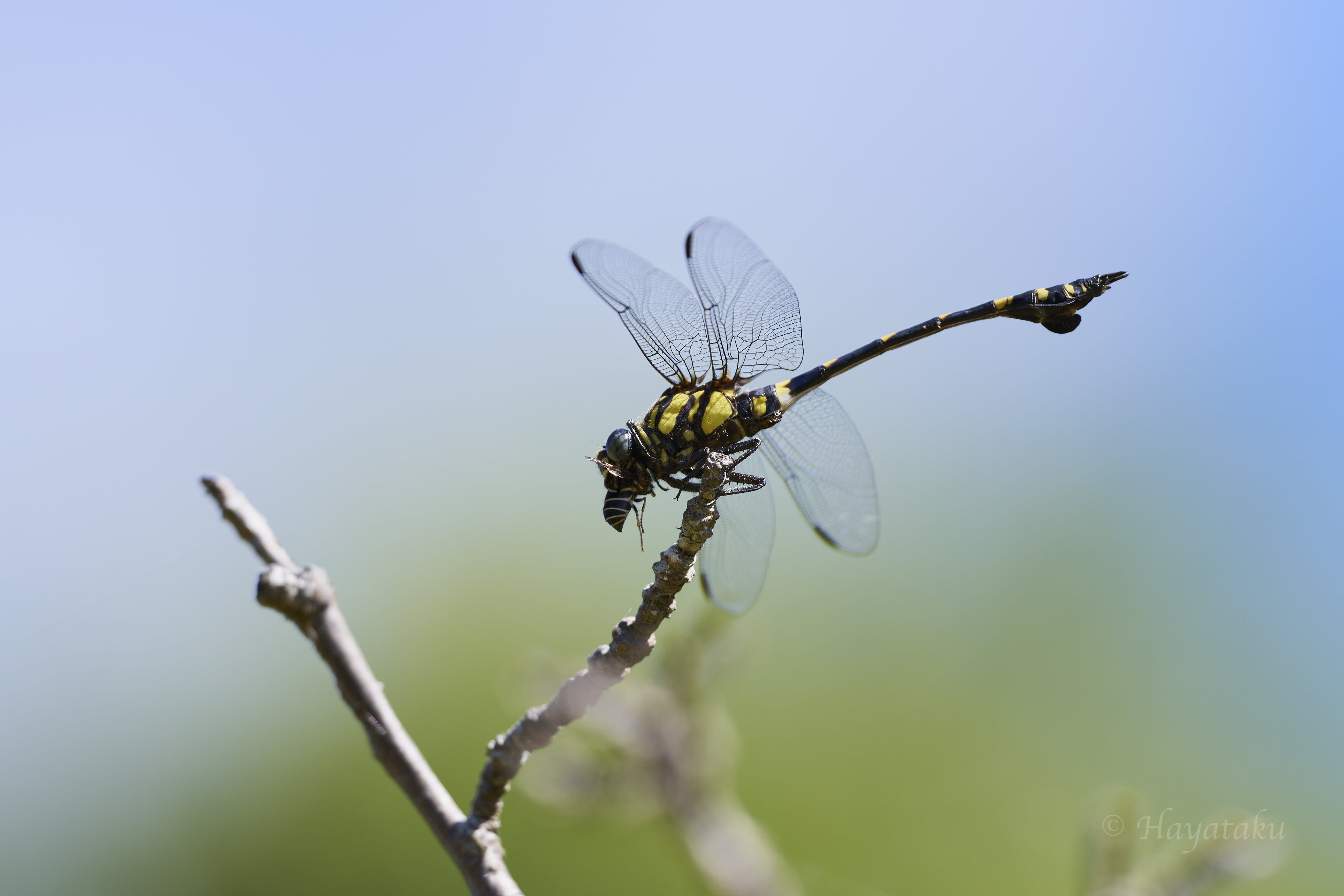 タイワンウチワヤンマ