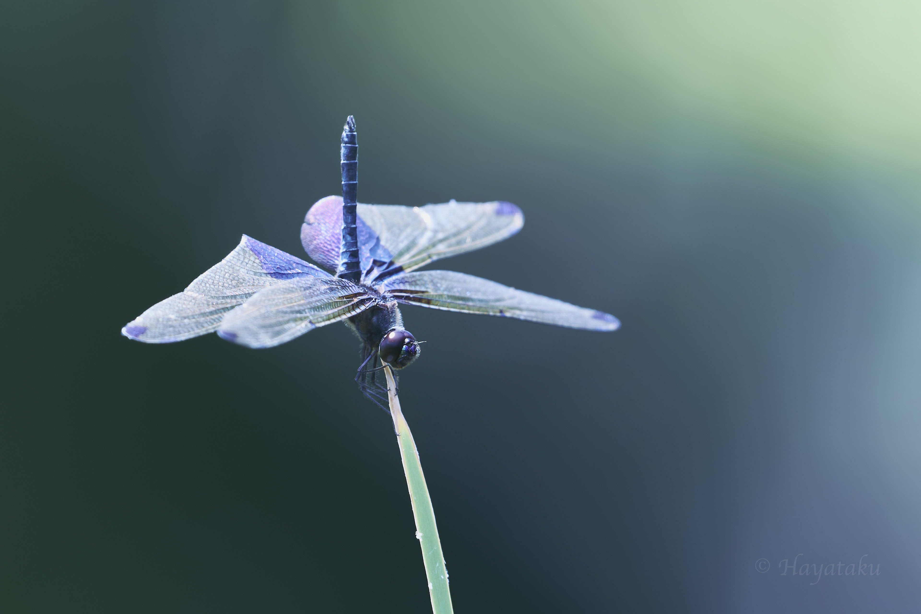 ハネナガチョウトンボ