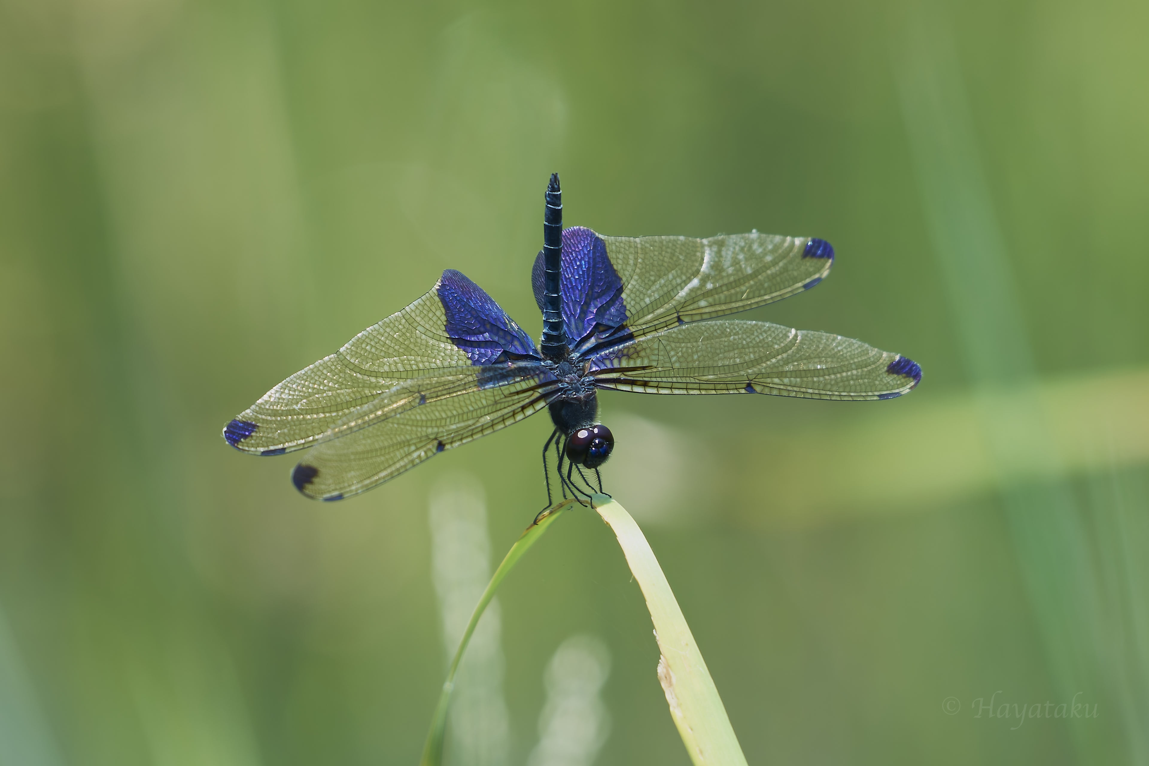 ハネナガチョウトンボ