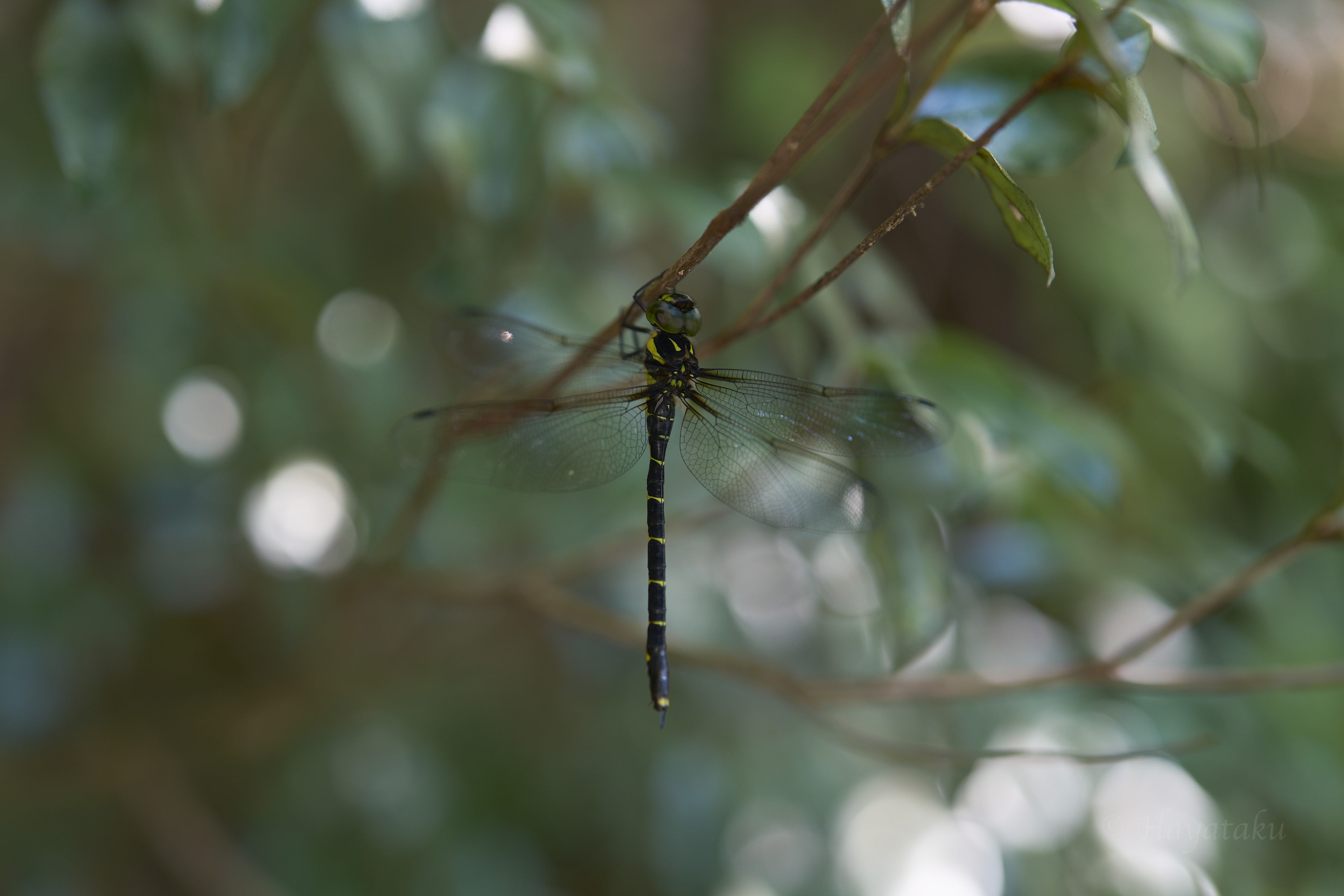 ヒメミルンヤンマ