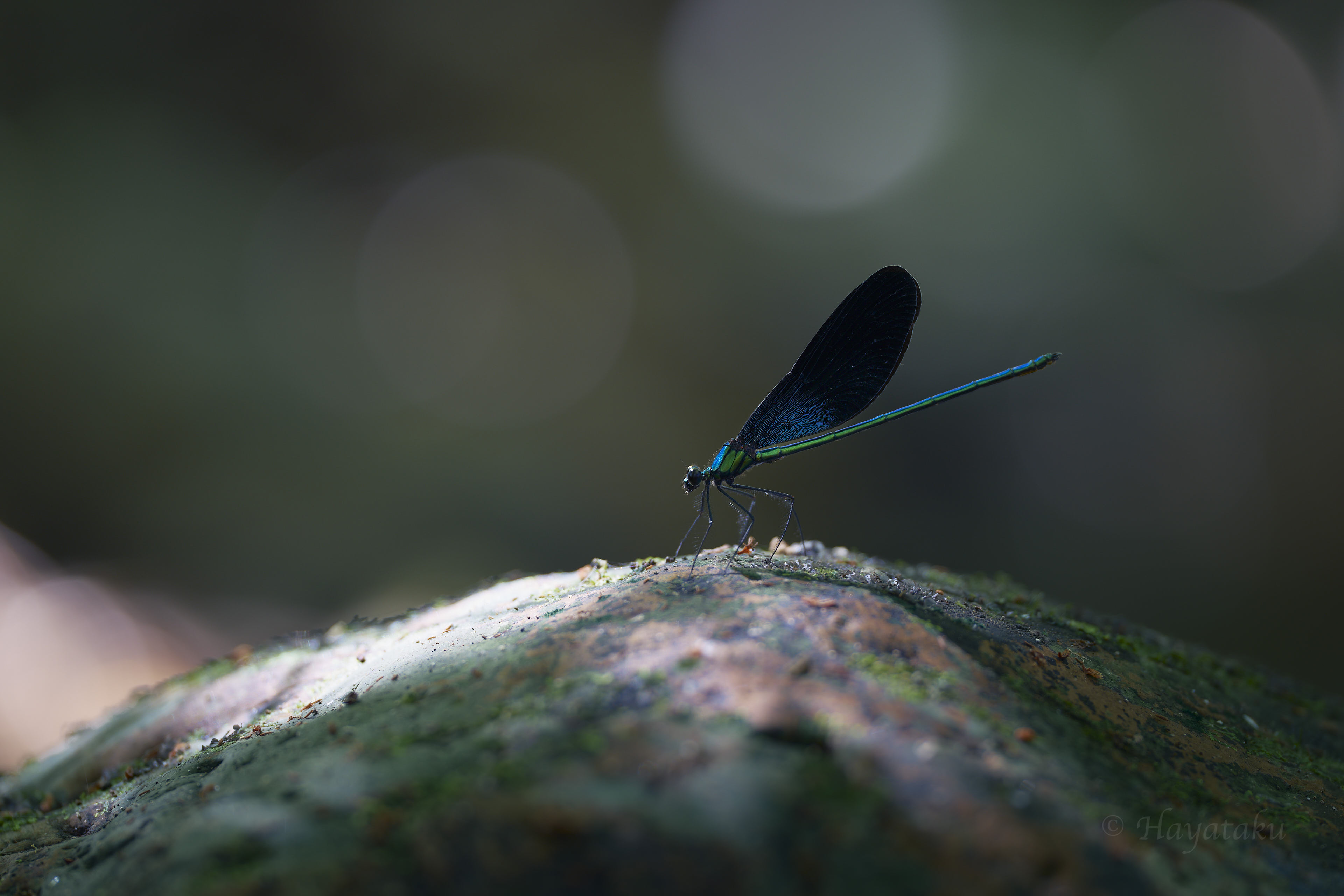 リュウキュウハグロトンボ