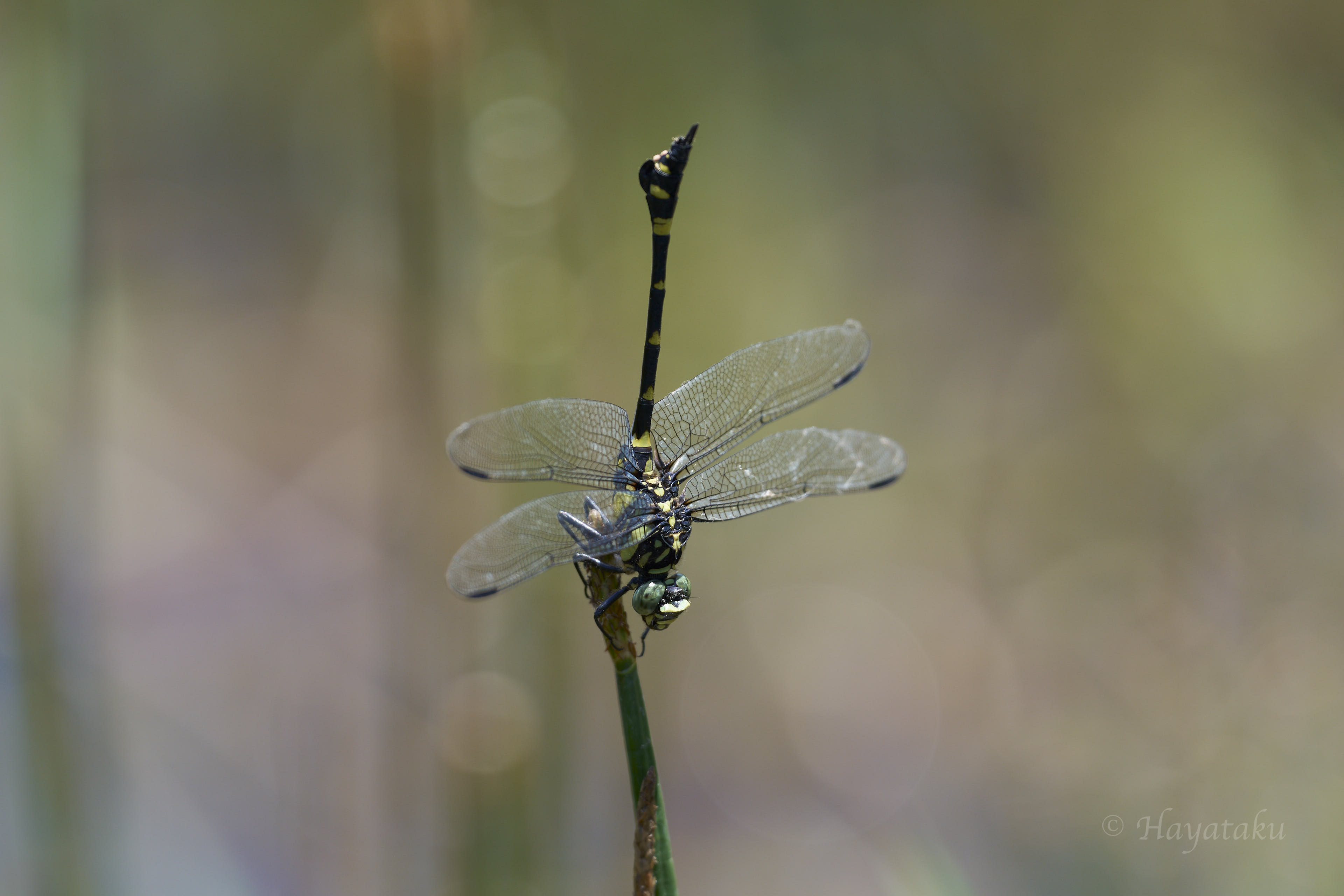 タイワンウチワヤンマ