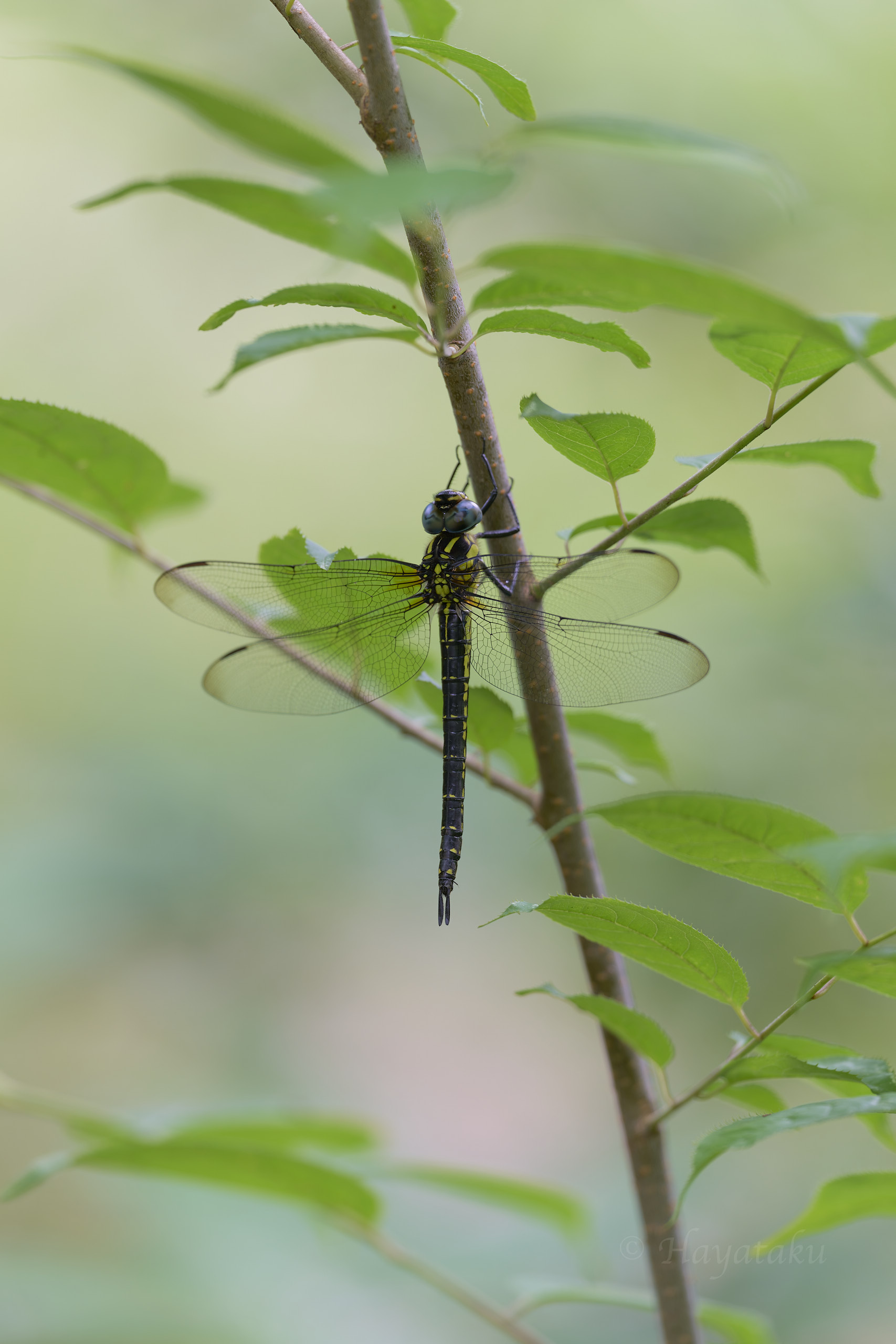 ネアカヨシヤンマ