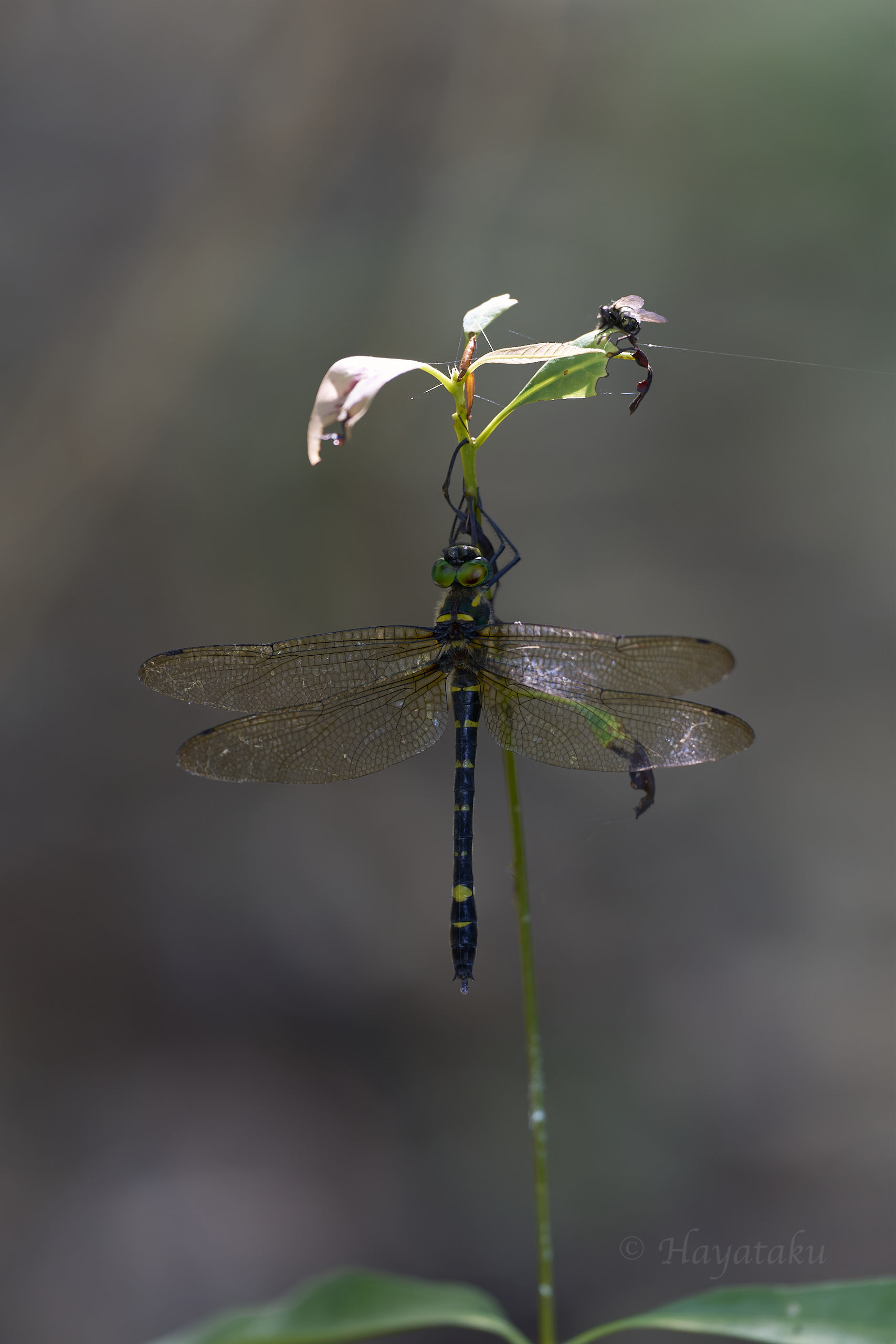 コヤマトンボ