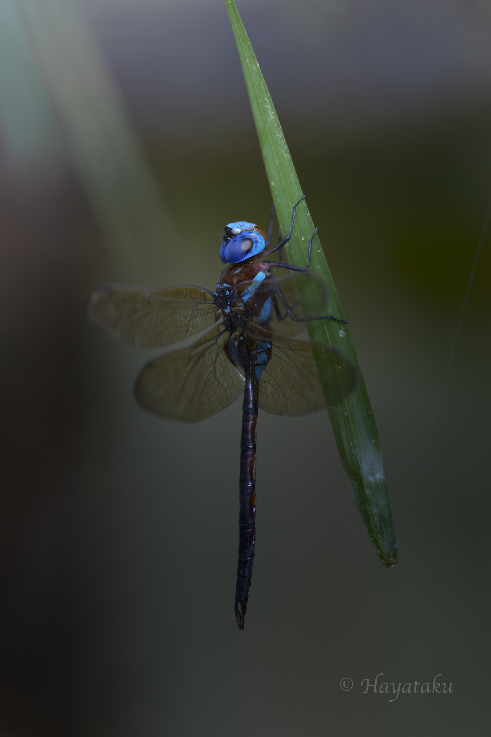 マルタンヤンマ