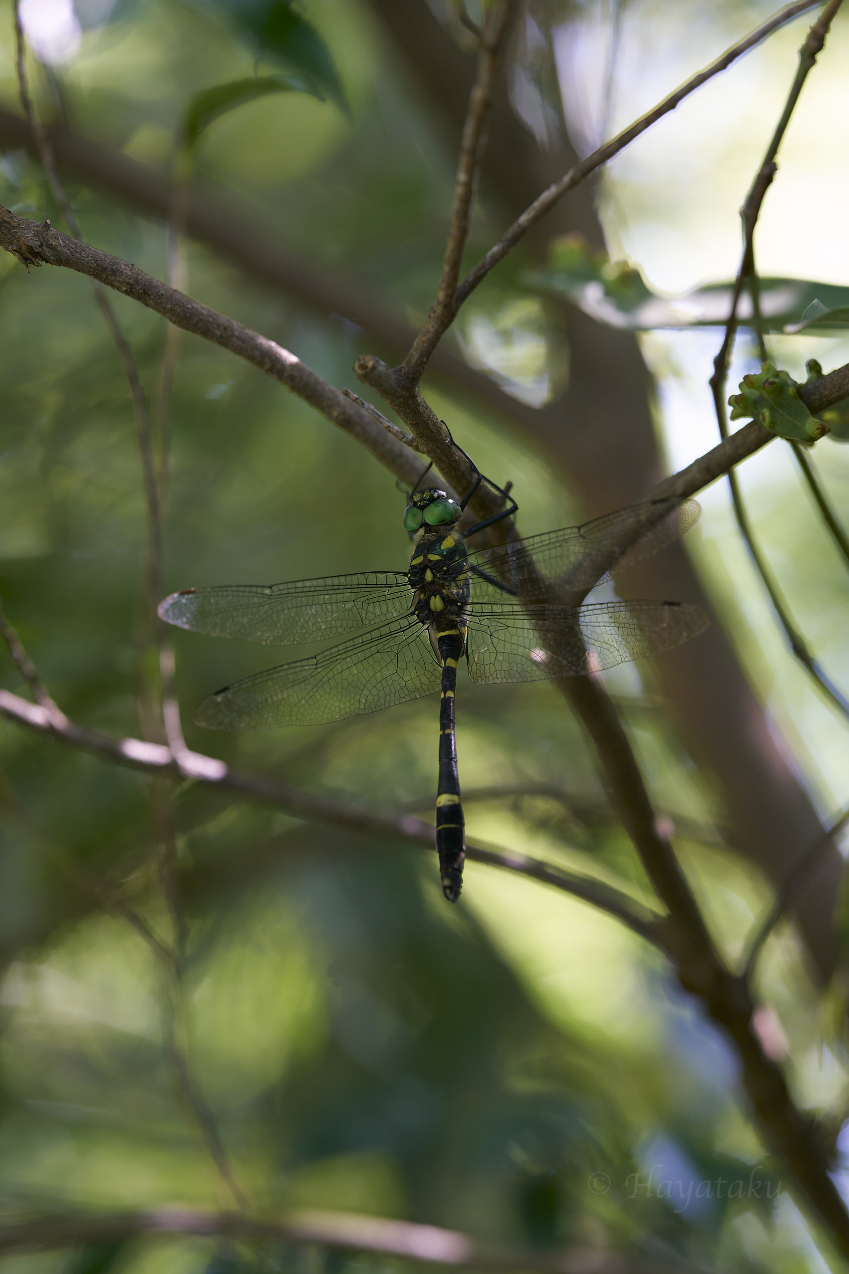 オオヤマトンボ
