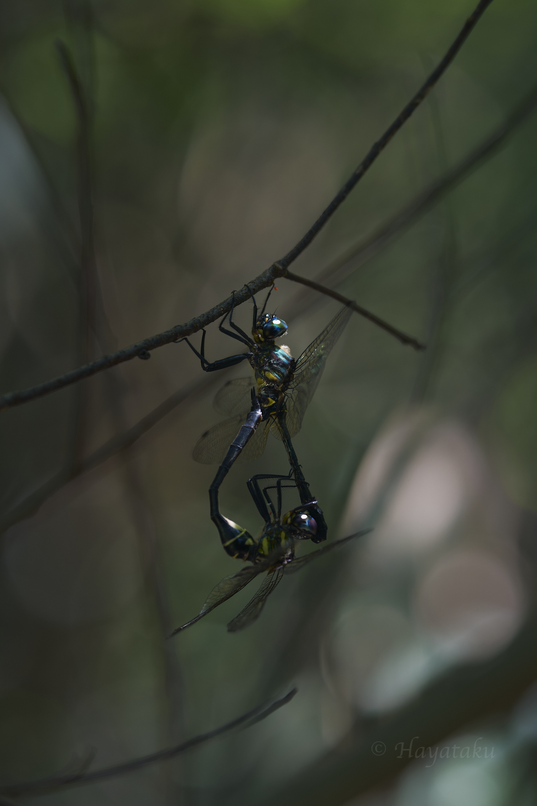 ハネビロエゾトンボ