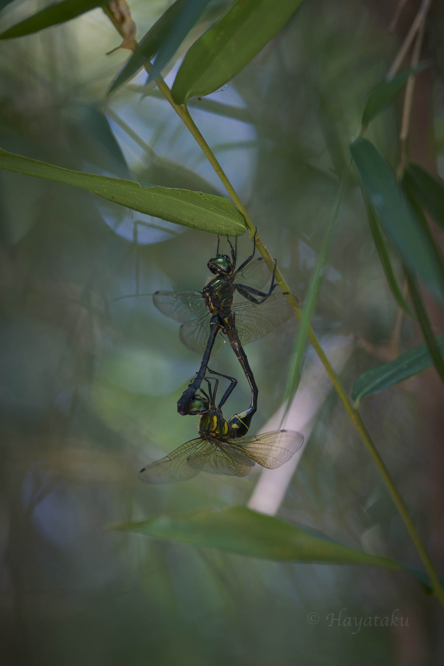 ハネビロエゾトンボ