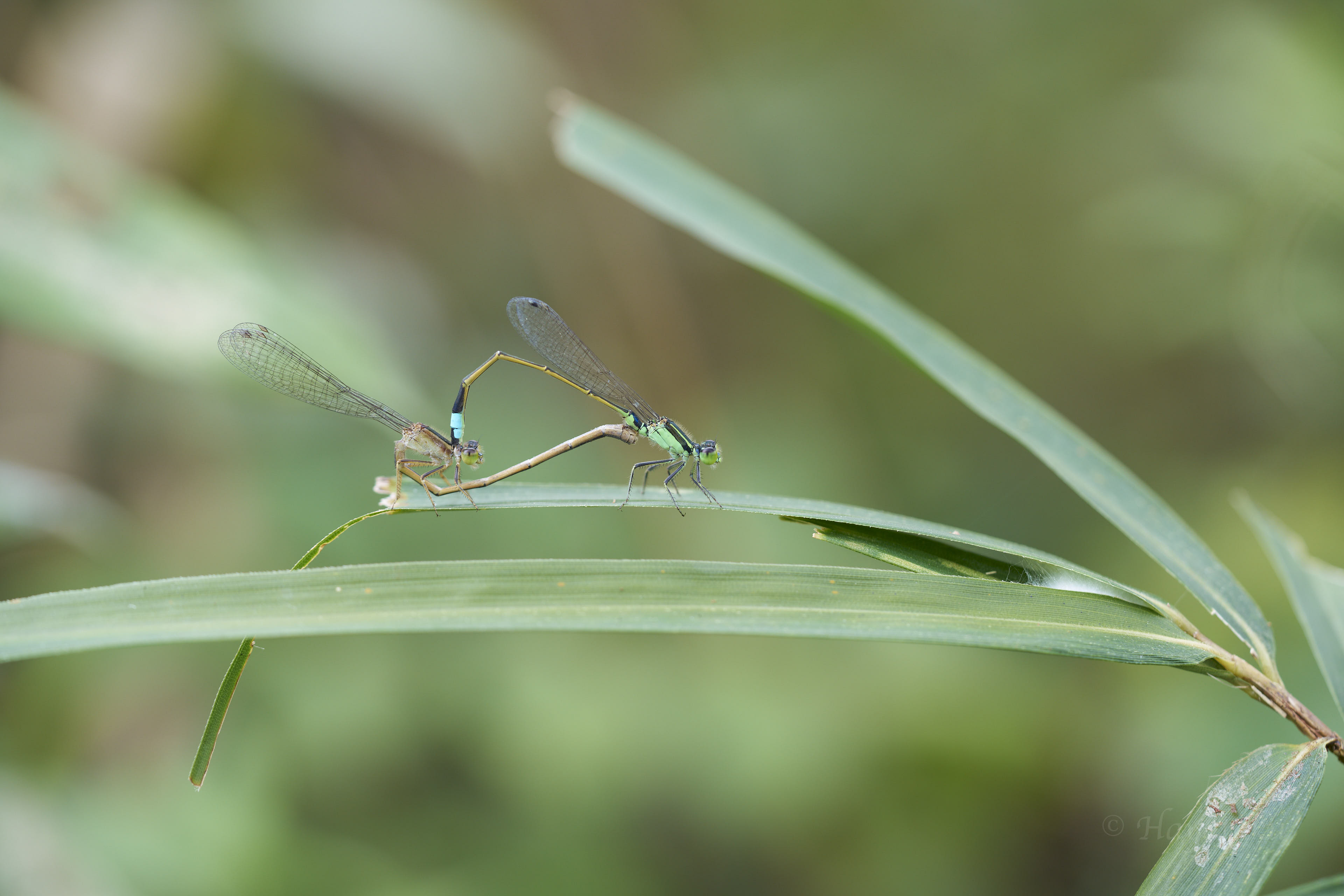 アオモンイトトンボ