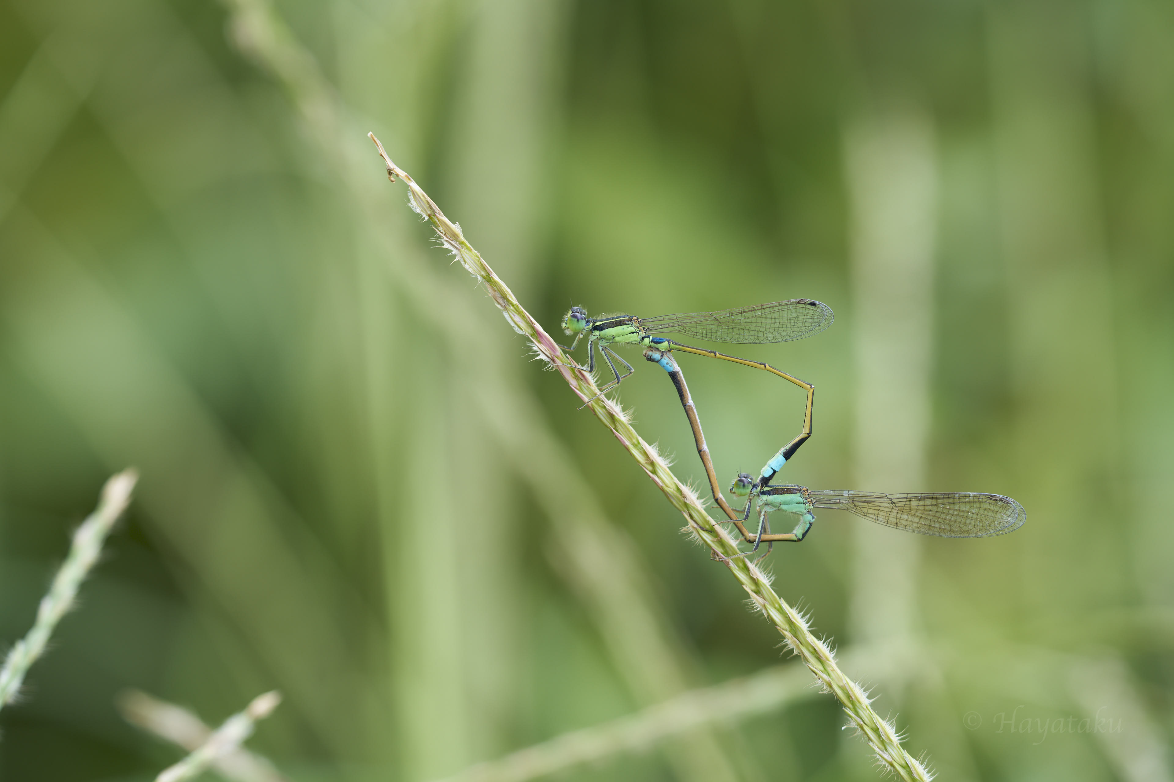 アオモンイトトンボ