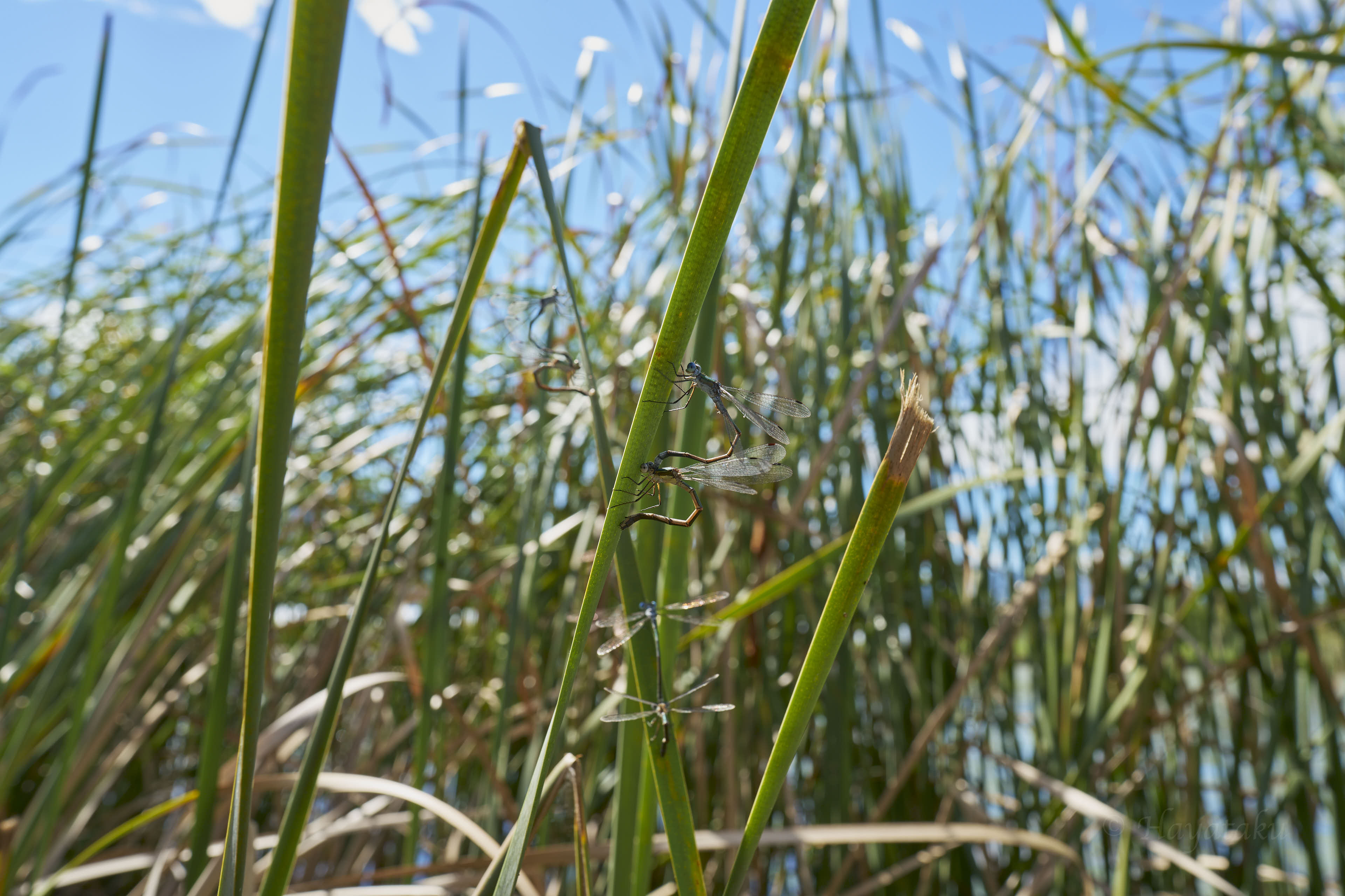 アオイトトンボ