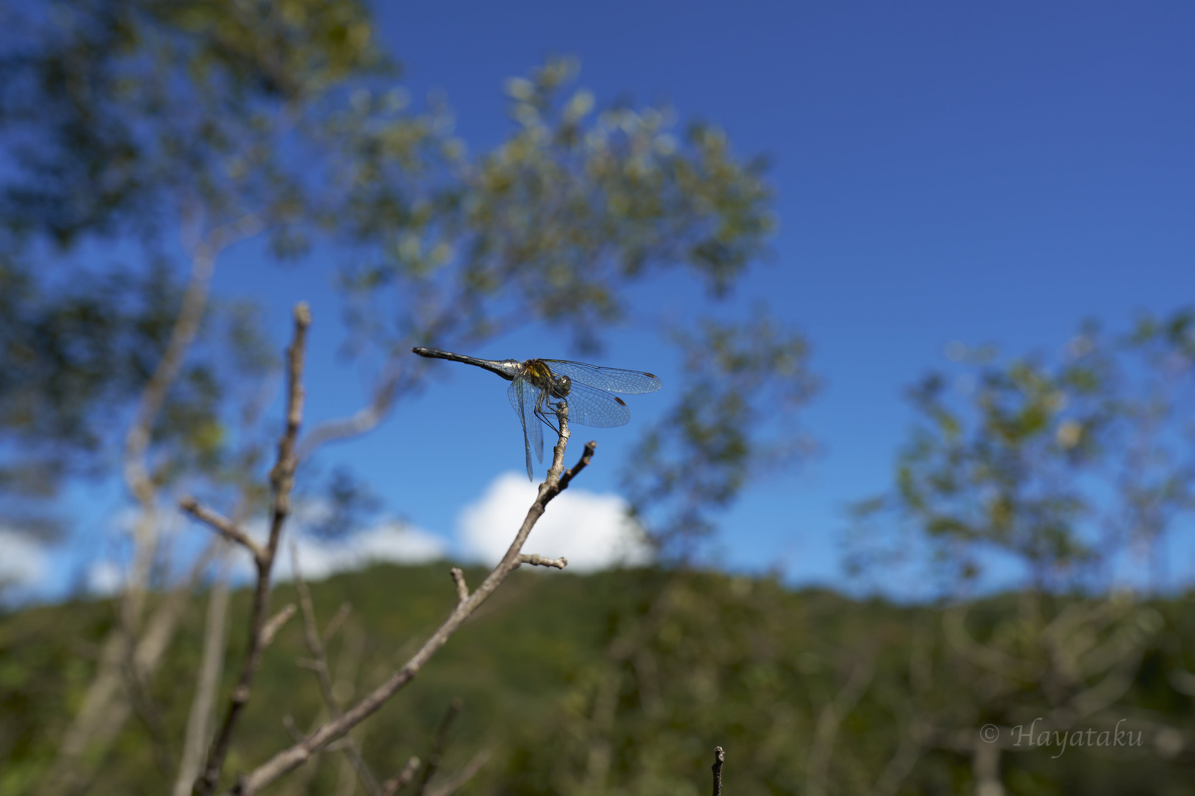 マダラナニワトンボ