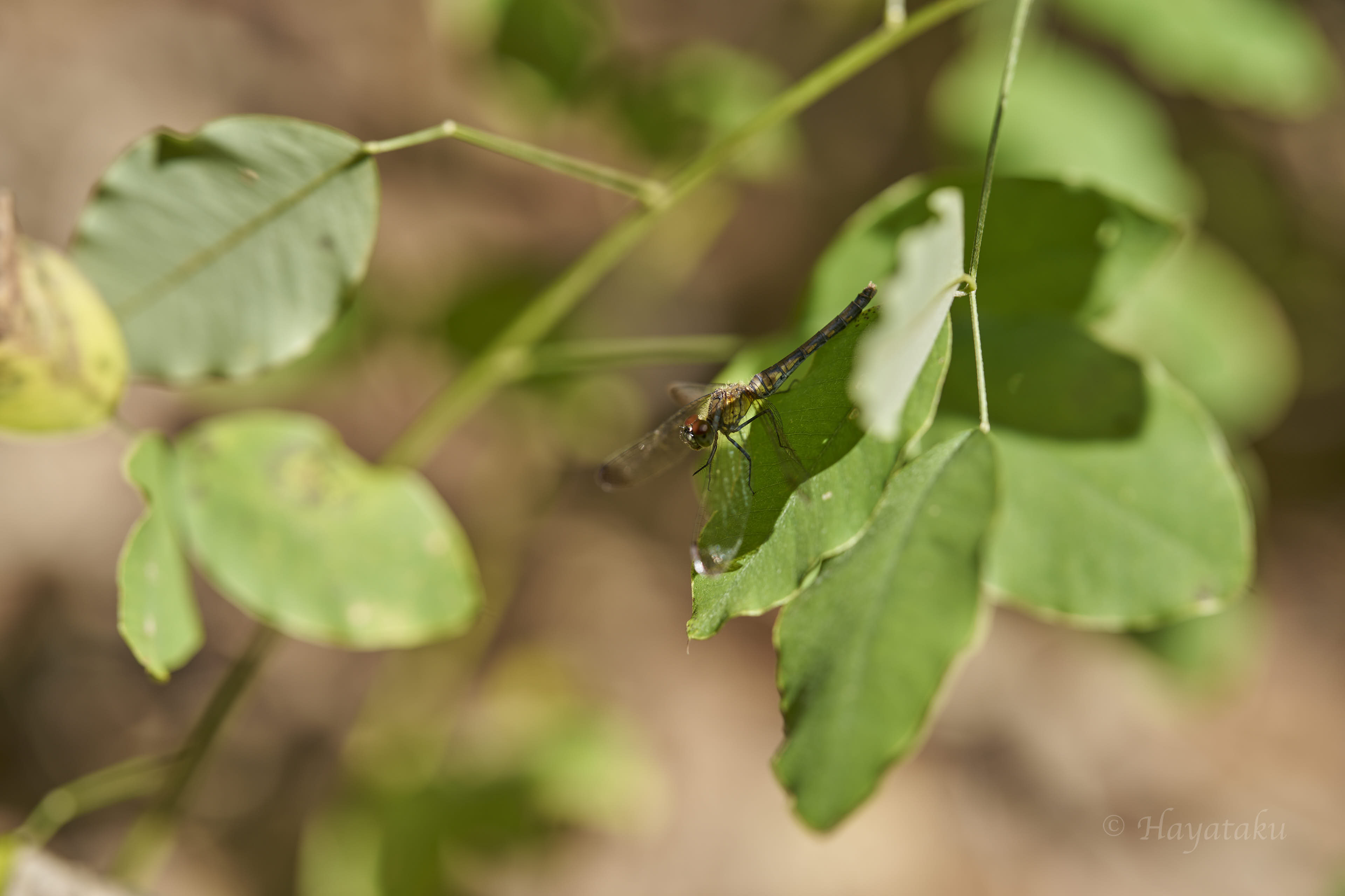 マユタテアカネ