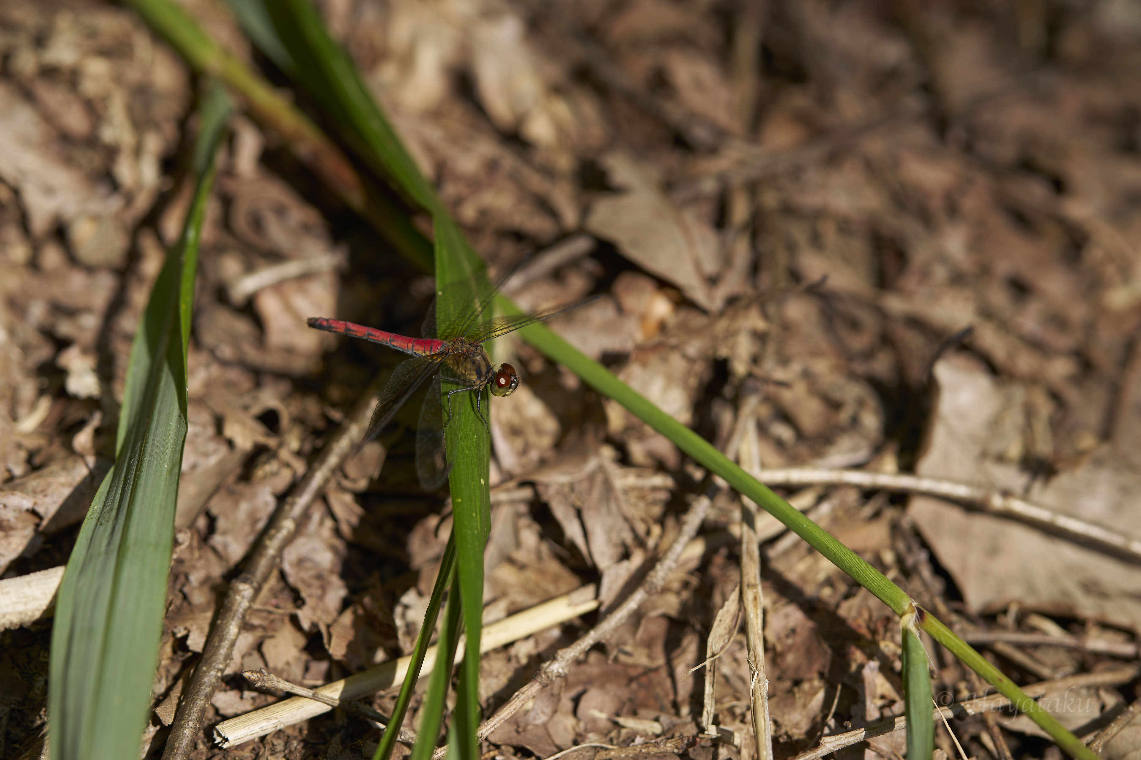 マユタテアカネ