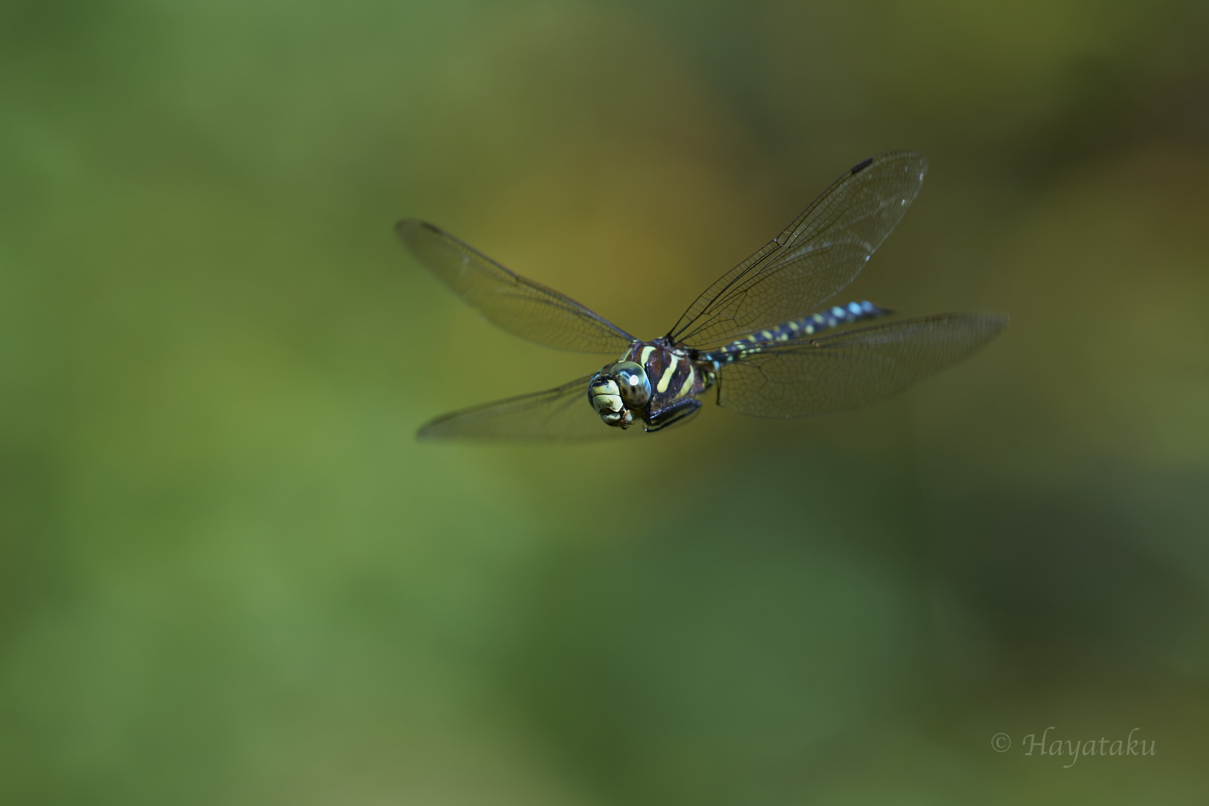 ルリボシヤンマ