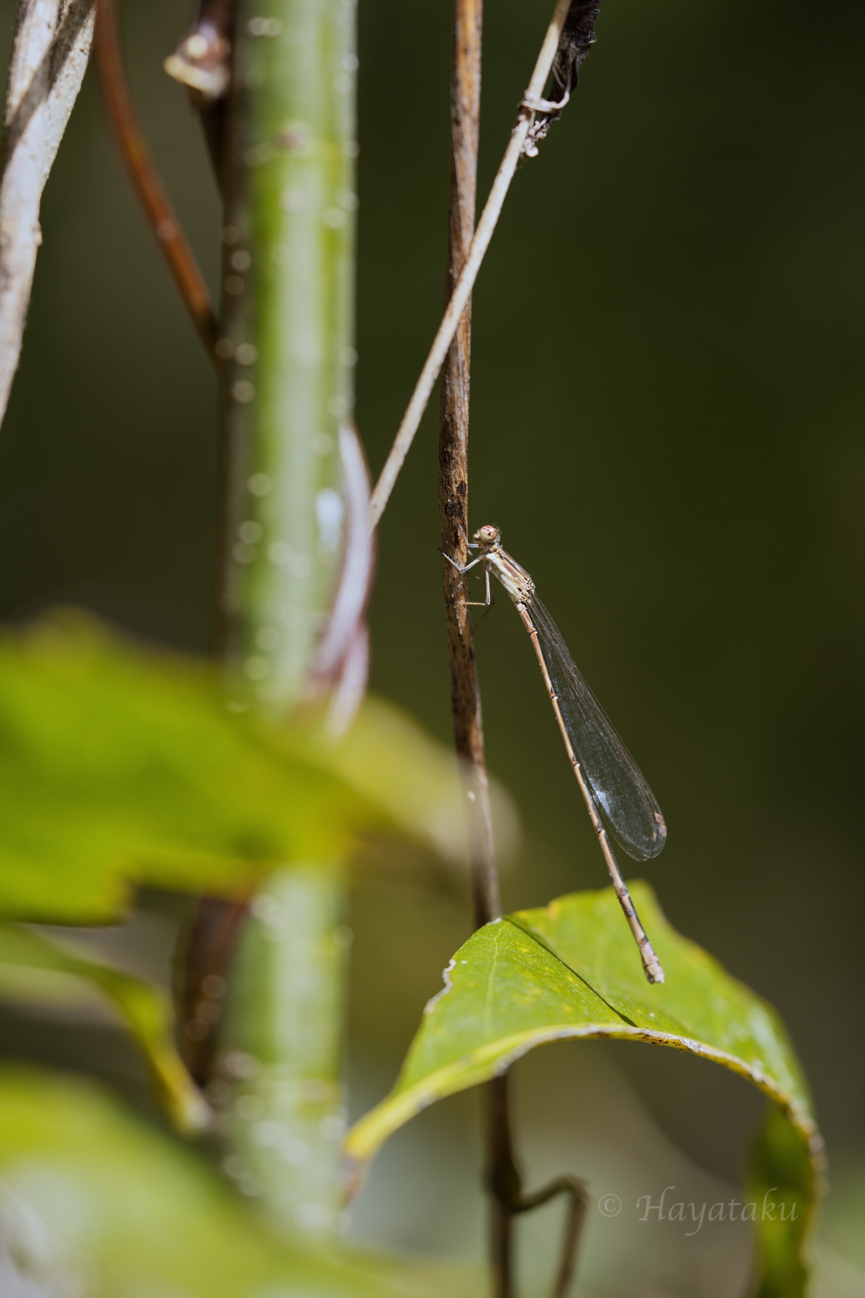 ホソミイトトンボ