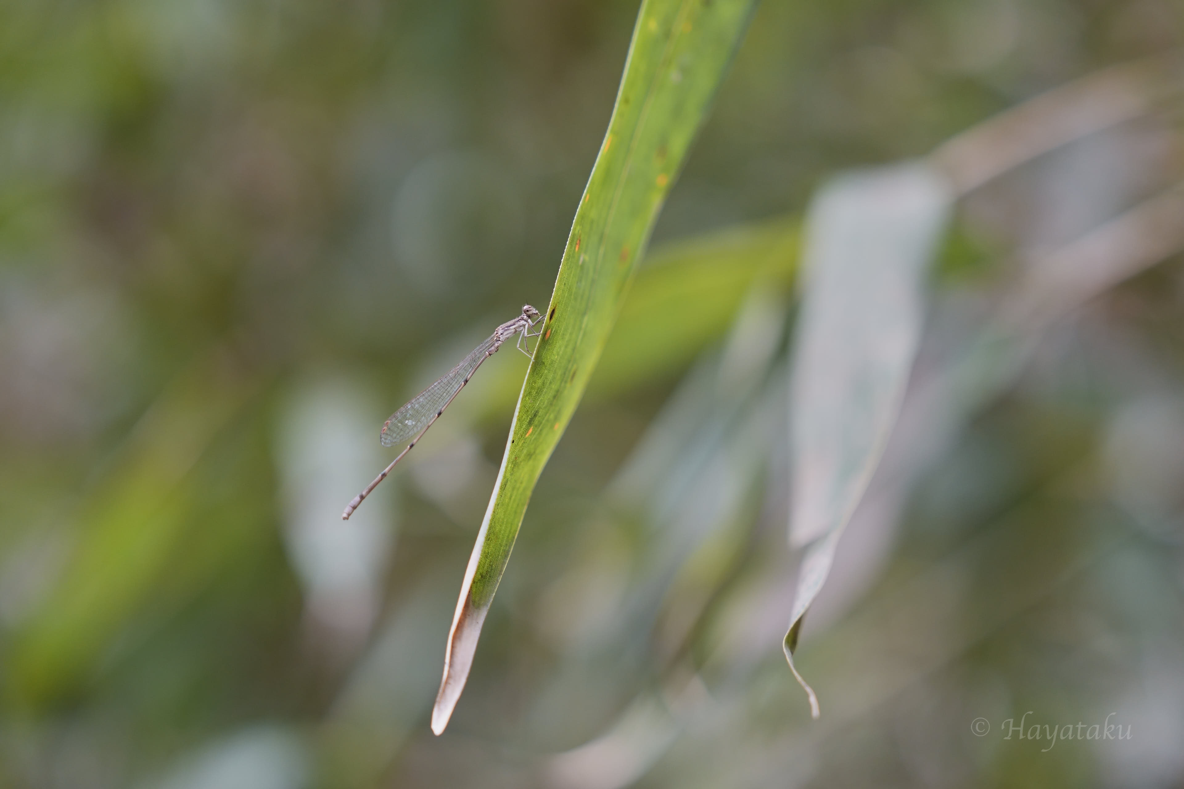 ホソミイトトンボ