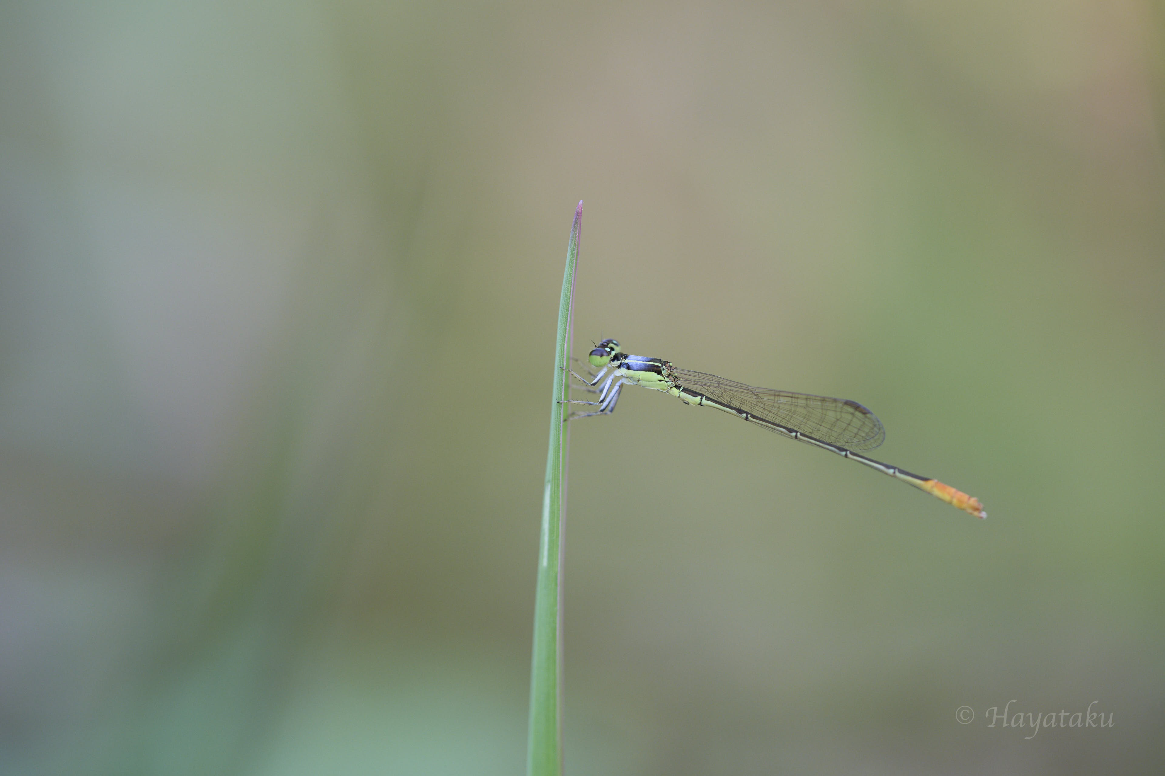 コフキヒメイトトンボ