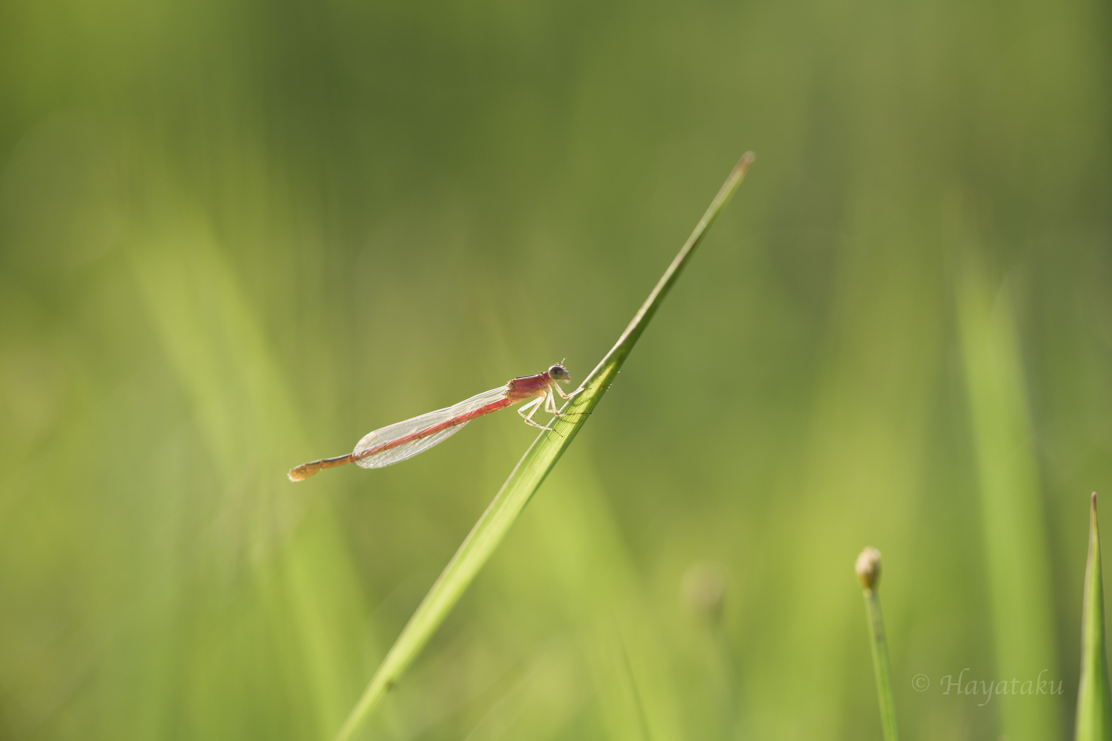 コフキヒメイトトンボ
