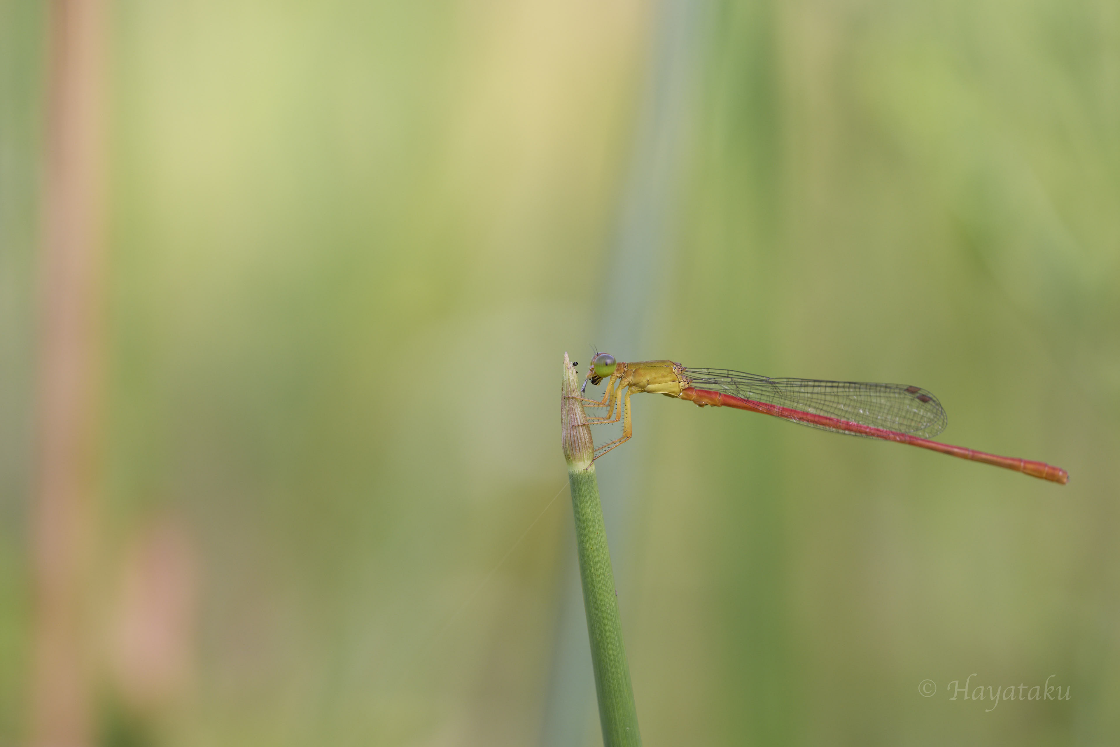 リュウキュウベニイトトンボ