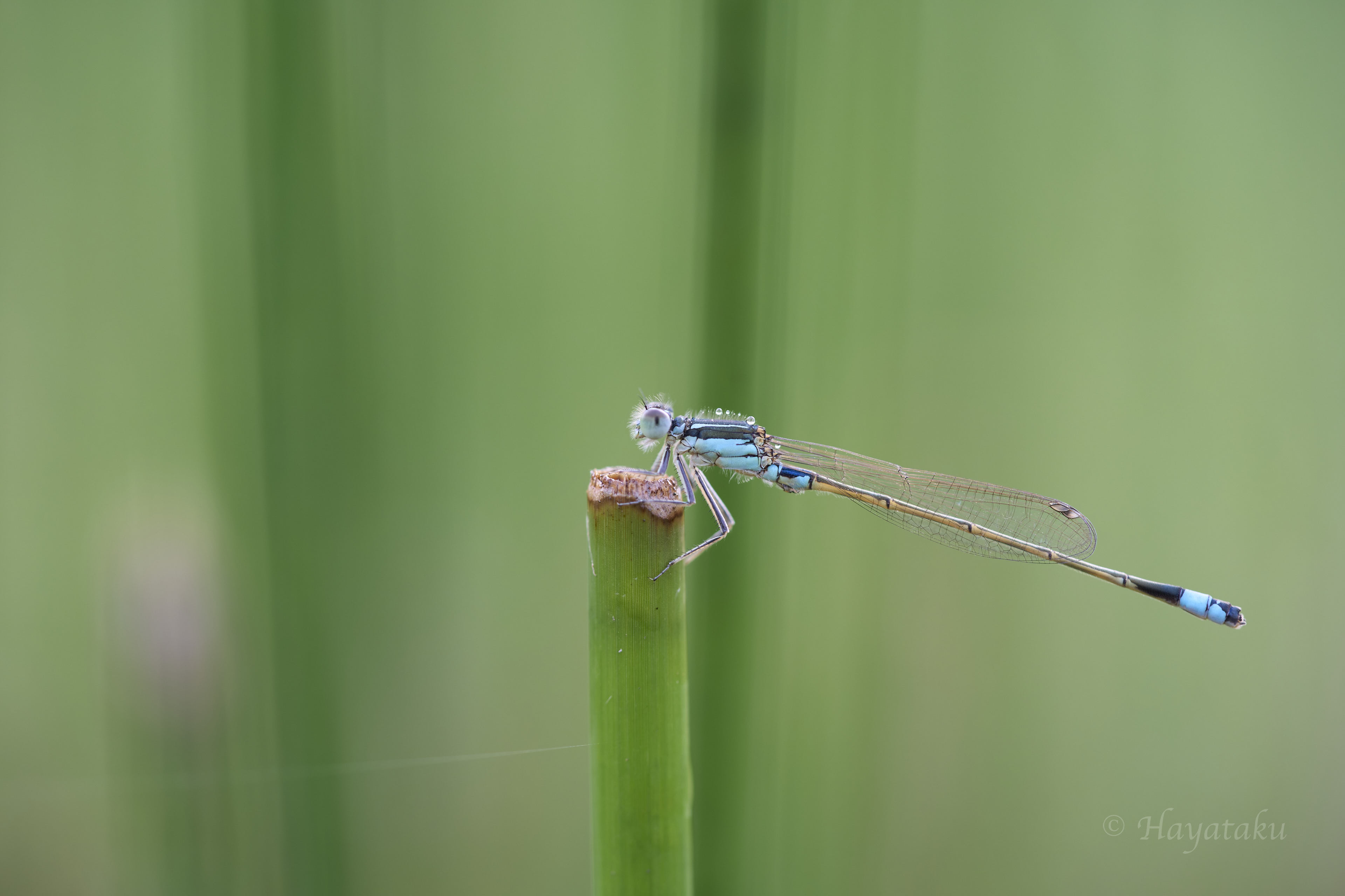 アオモンイトトンボ