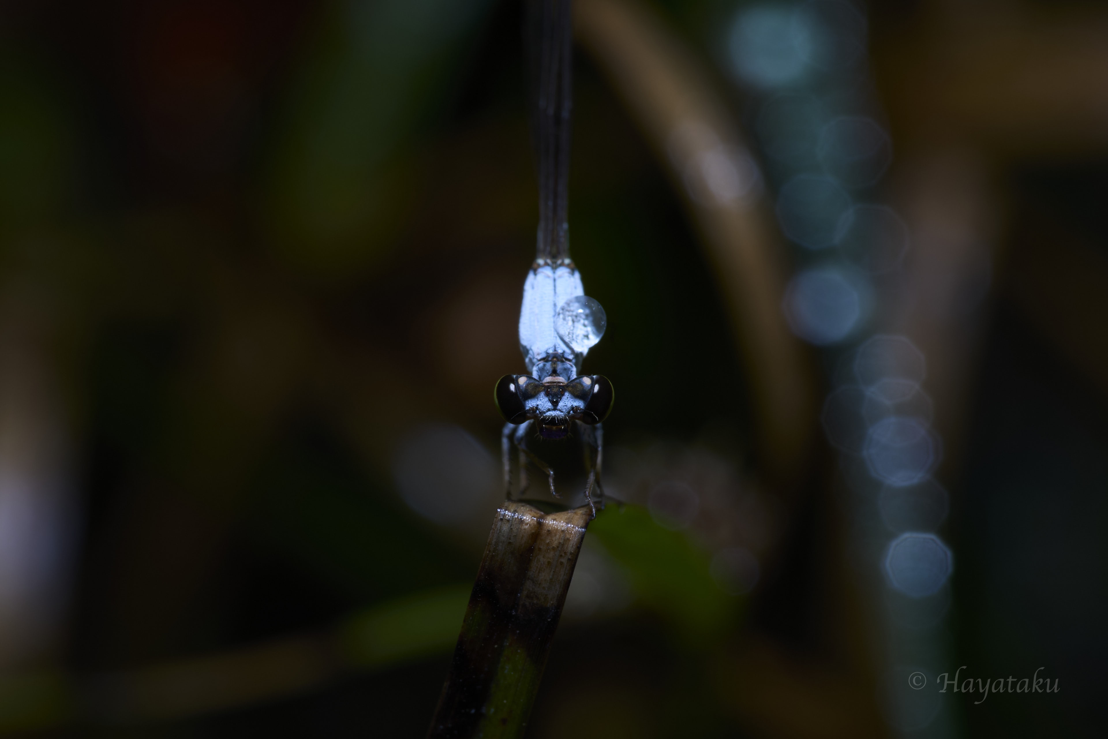 コフキヒメイトトンボ