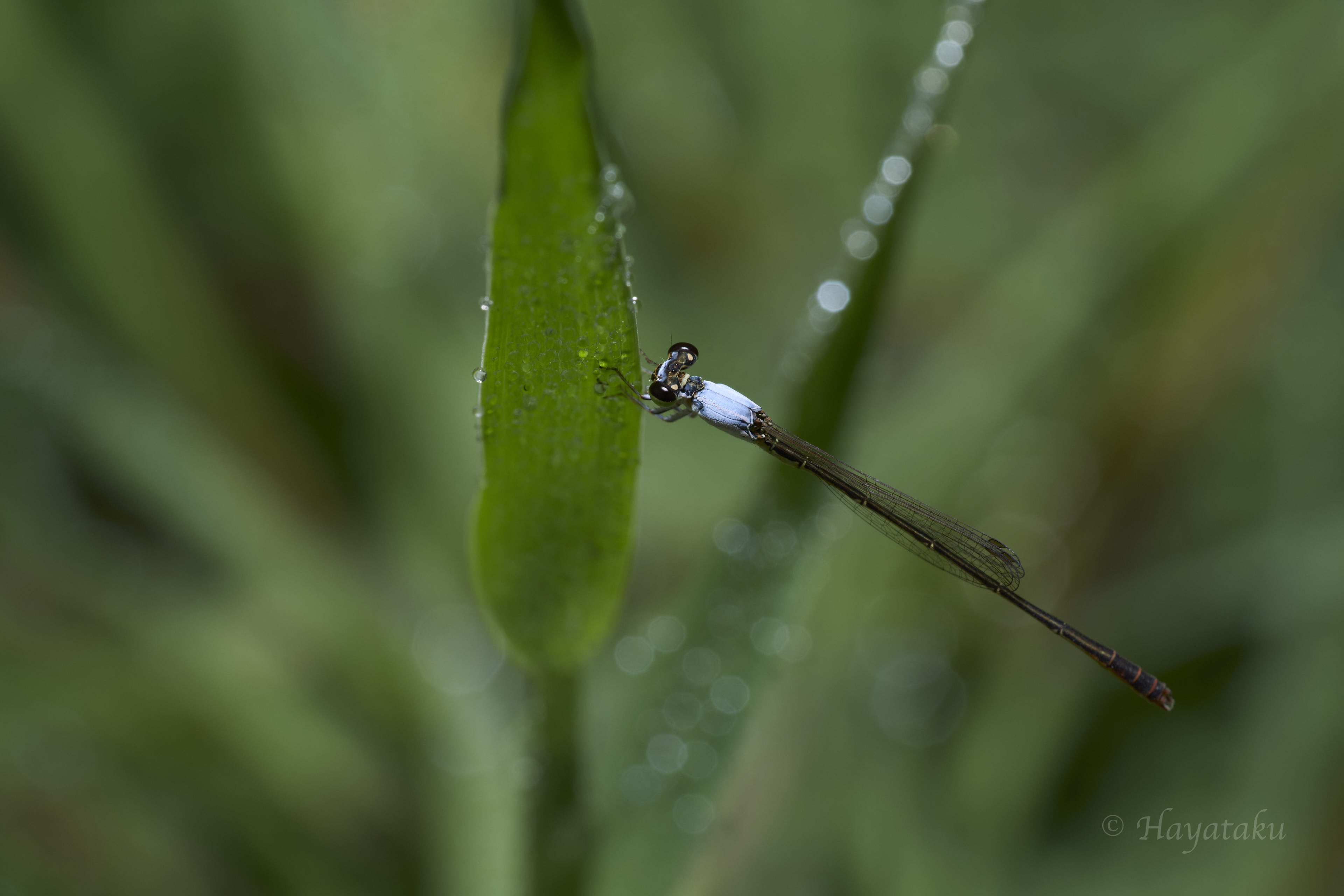 コフキヒメイトトンボ