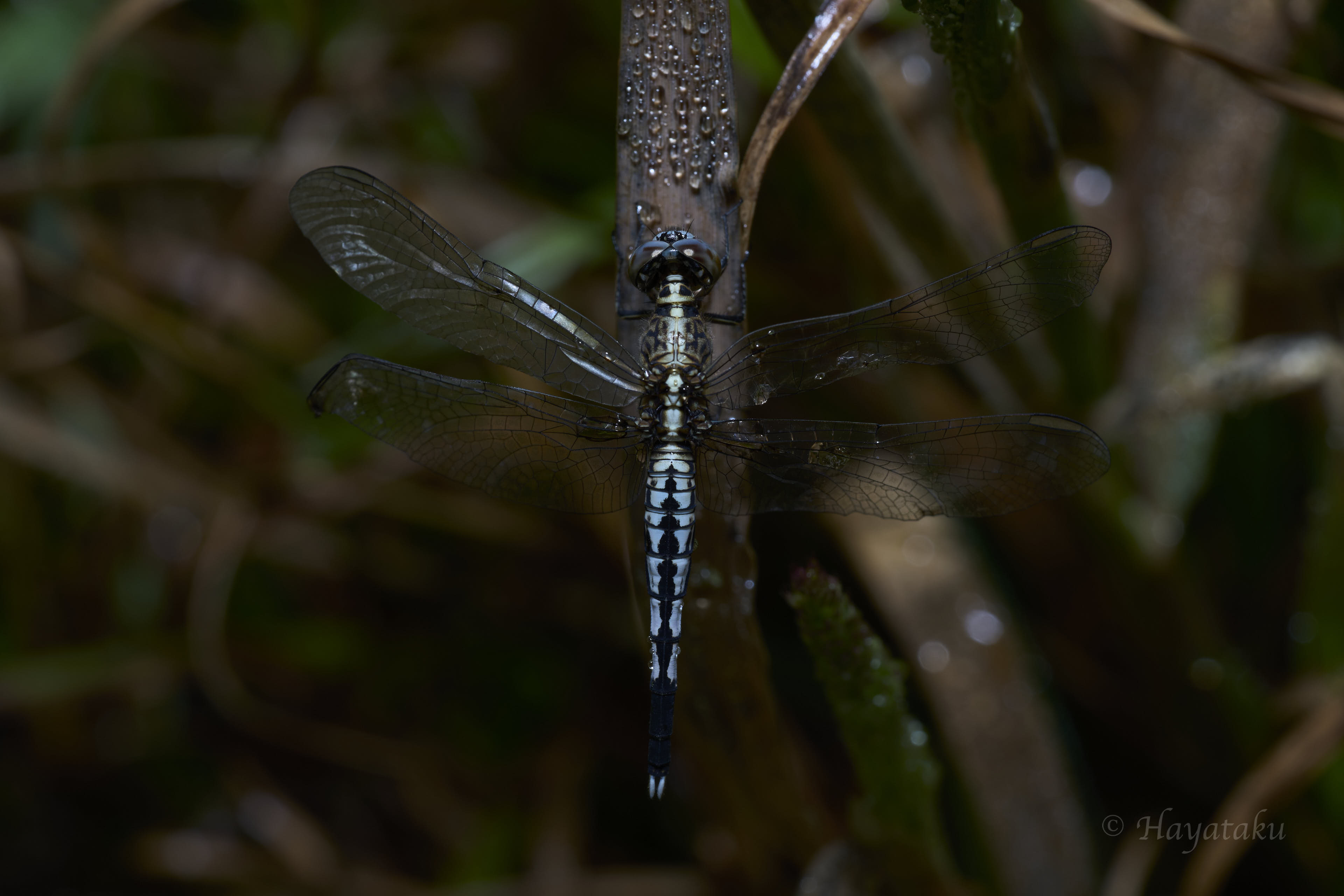 コシブトトンボ
