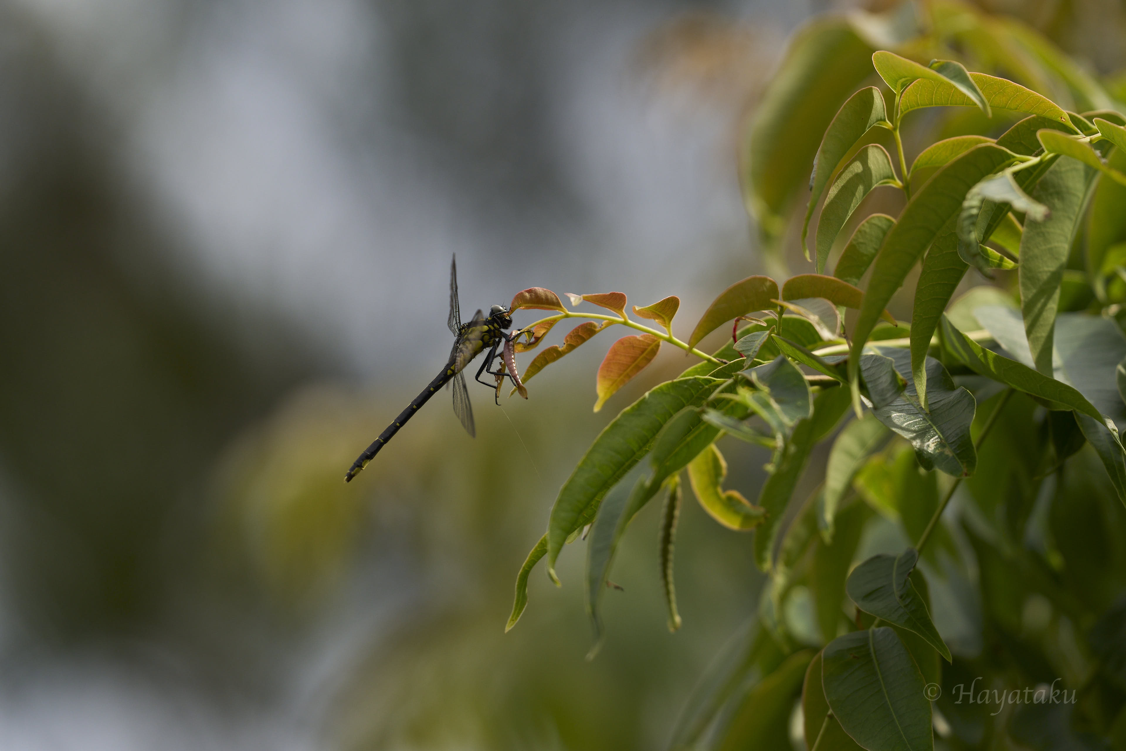 オキナワサナエ