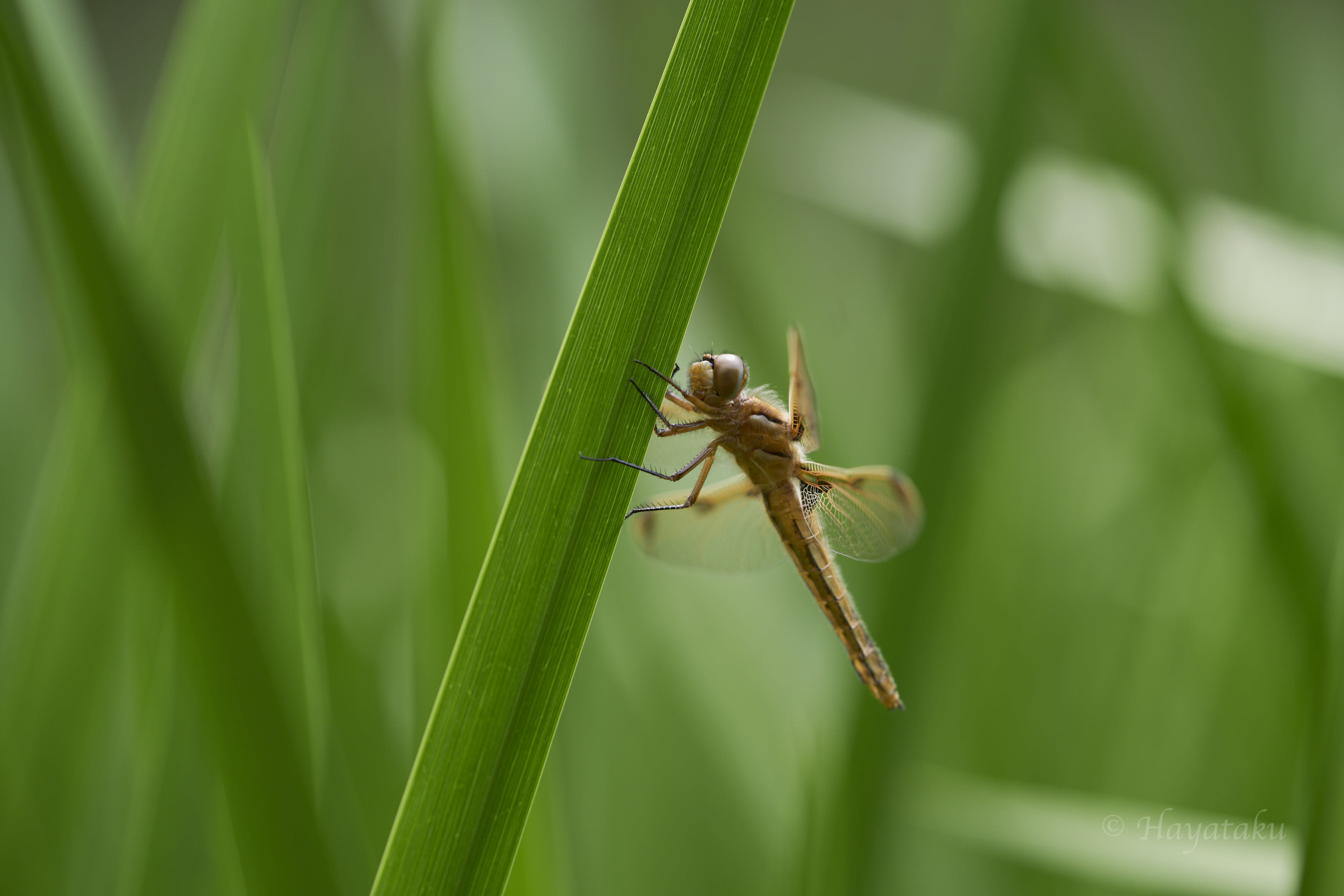 ベッコウトンボ